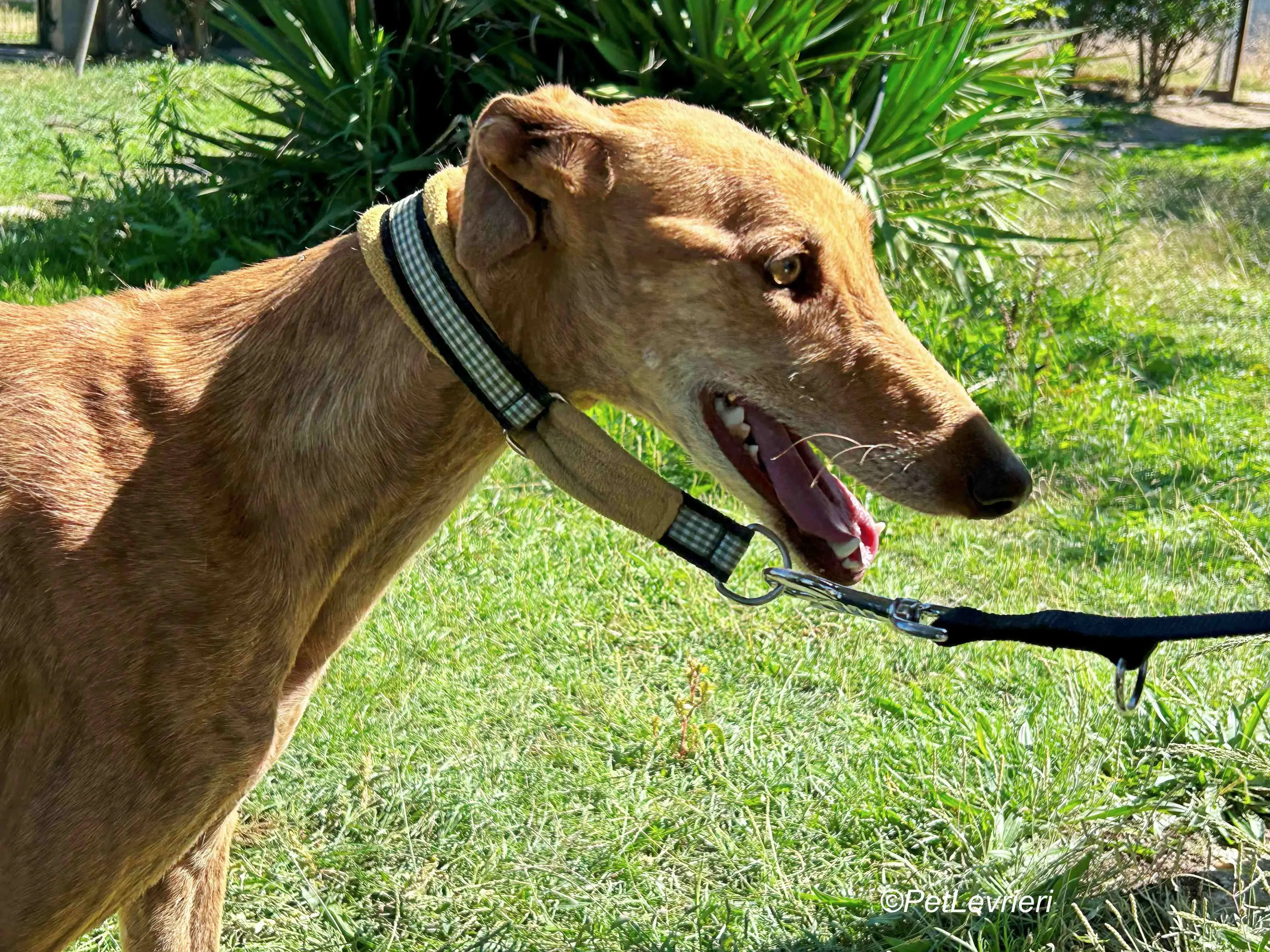 Naomi galgo adozione pet levrieri onlus 6