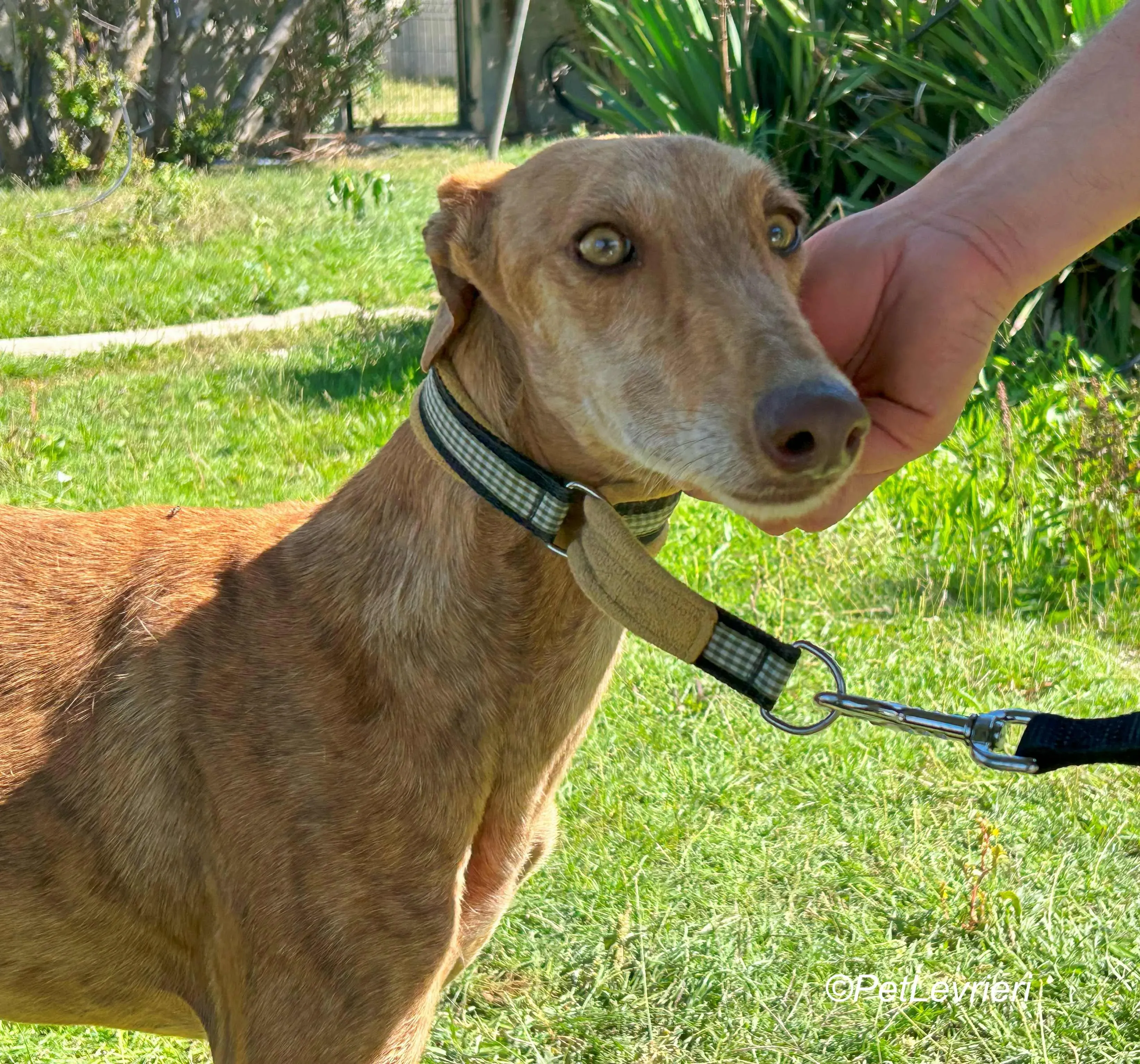 Naomi galgo adozione pet levrieri onlus 7