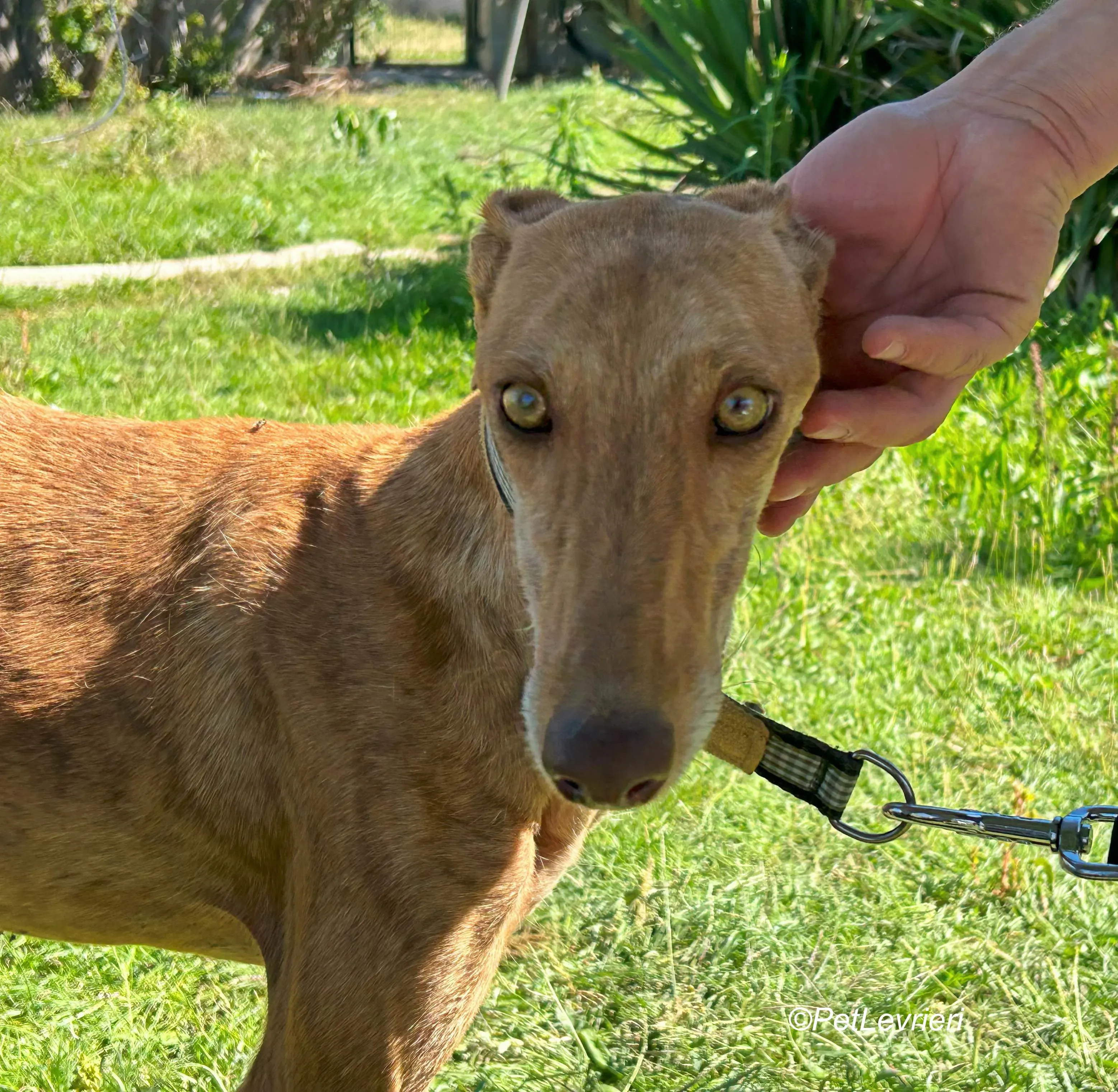 Naomi galgo adozione pet levrieri onlus 8