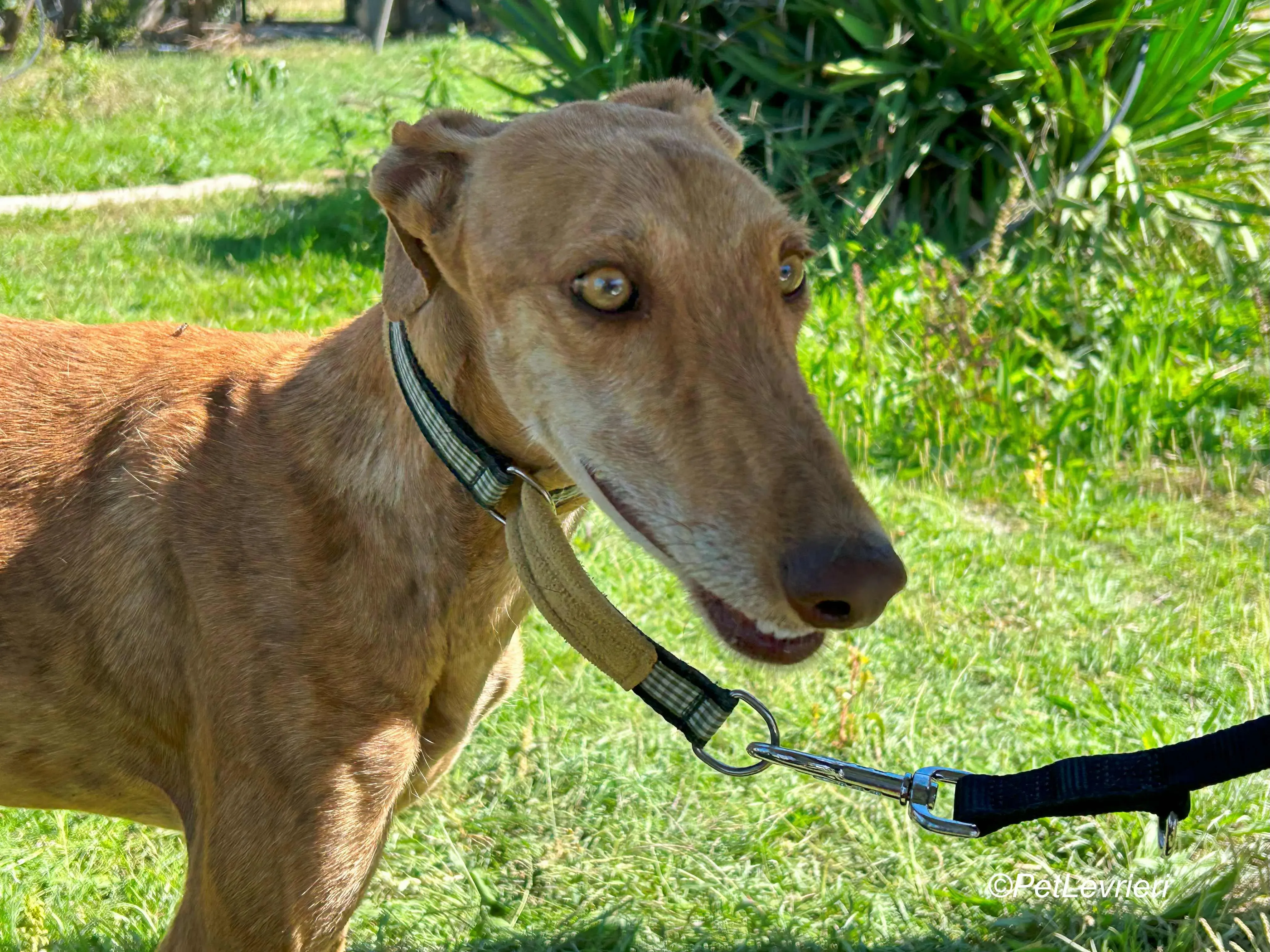 Naomi galgo adozione pet levrieri onlus 9