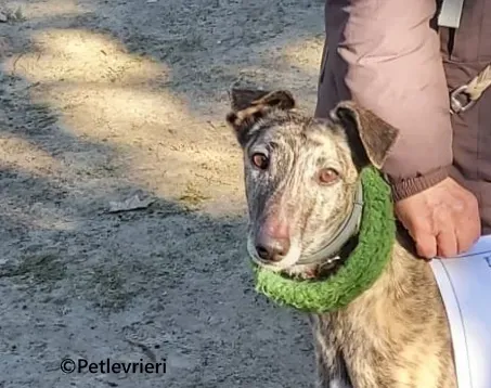 Nata galgo adozione pet levrieri onlus 0