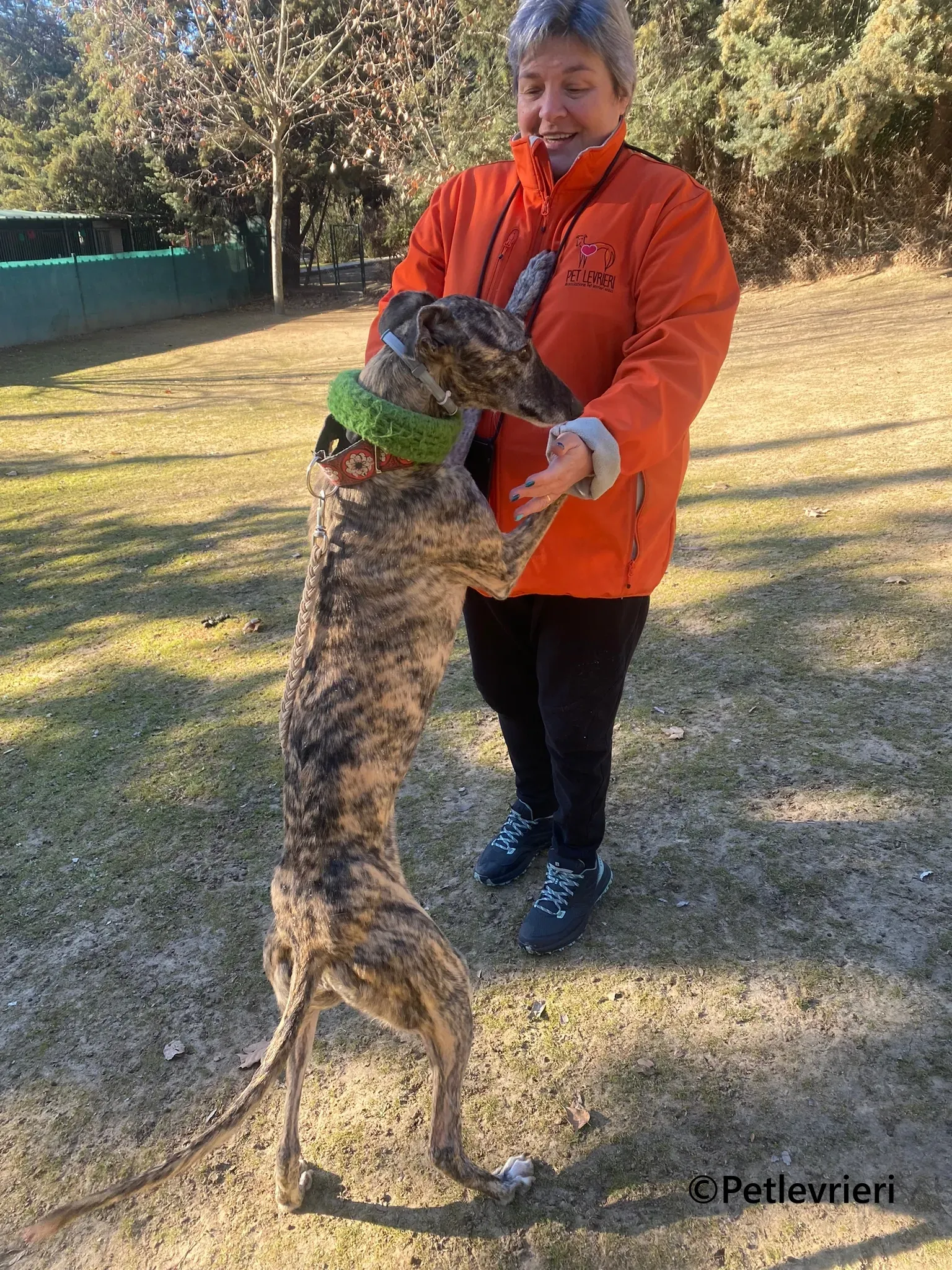 Nata galgo adozione pet levrieri onlus 1