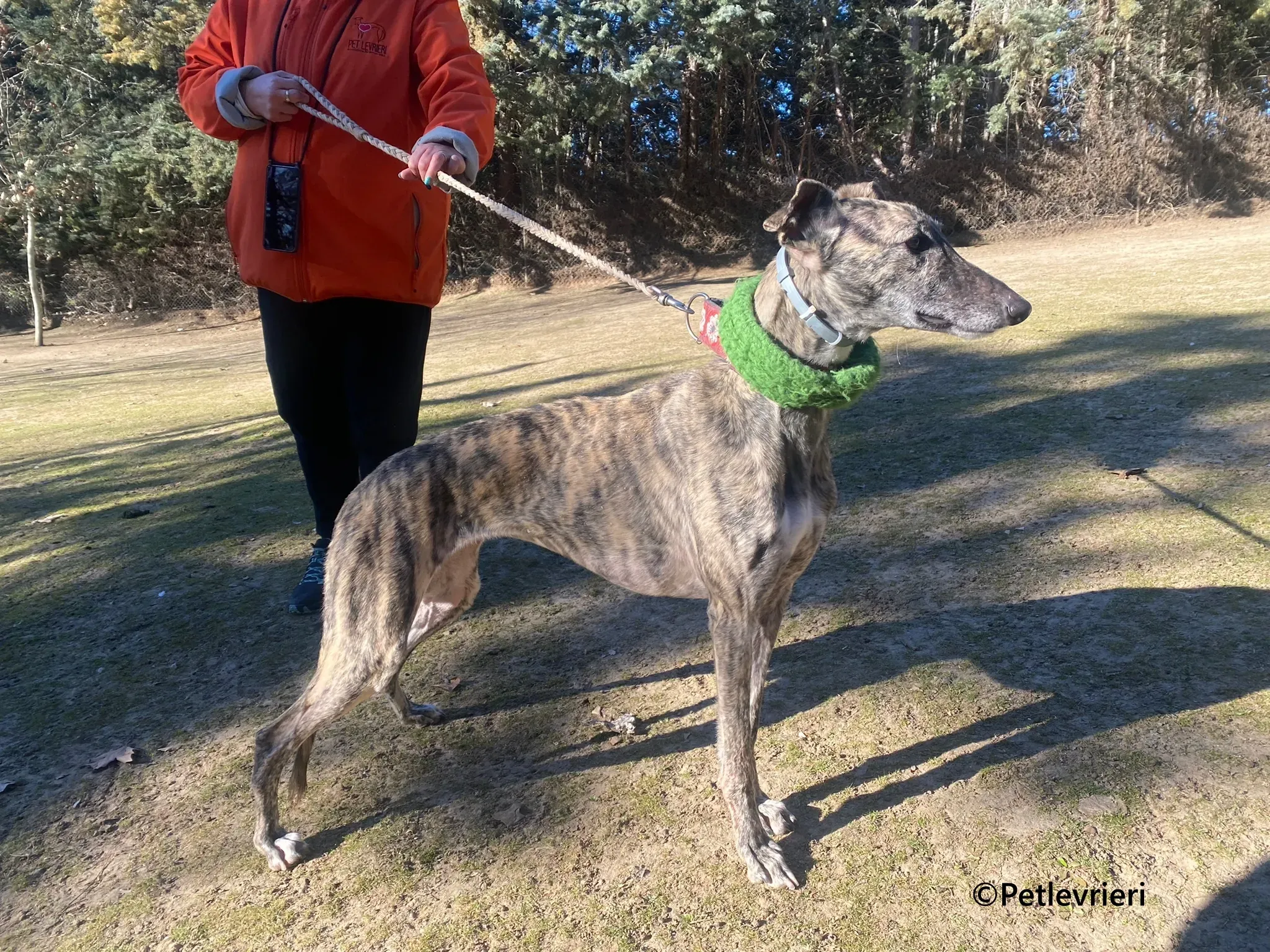 Nata galgo adozione pet levrieri onlus 2