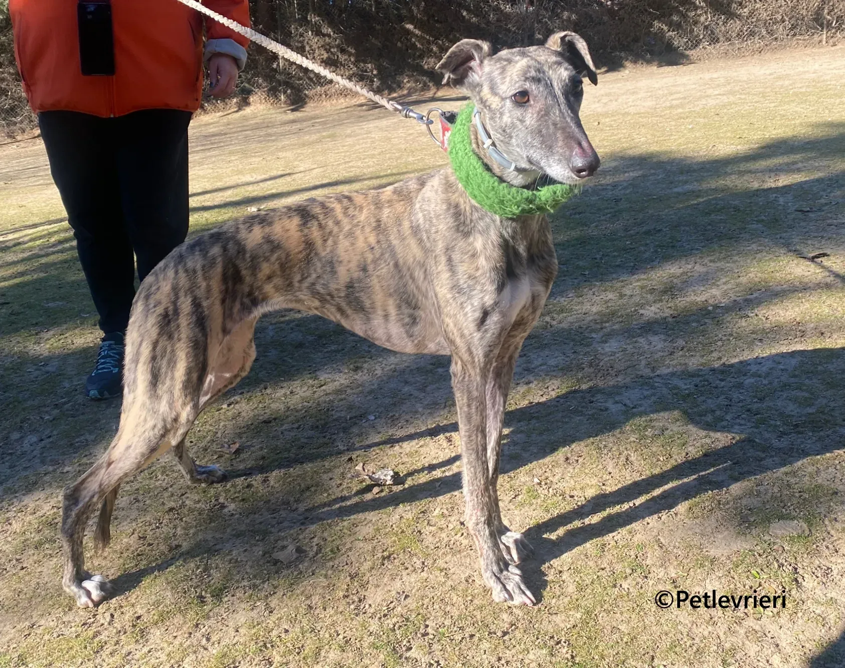 Nata galgo adozione pet levrieri onlus 3