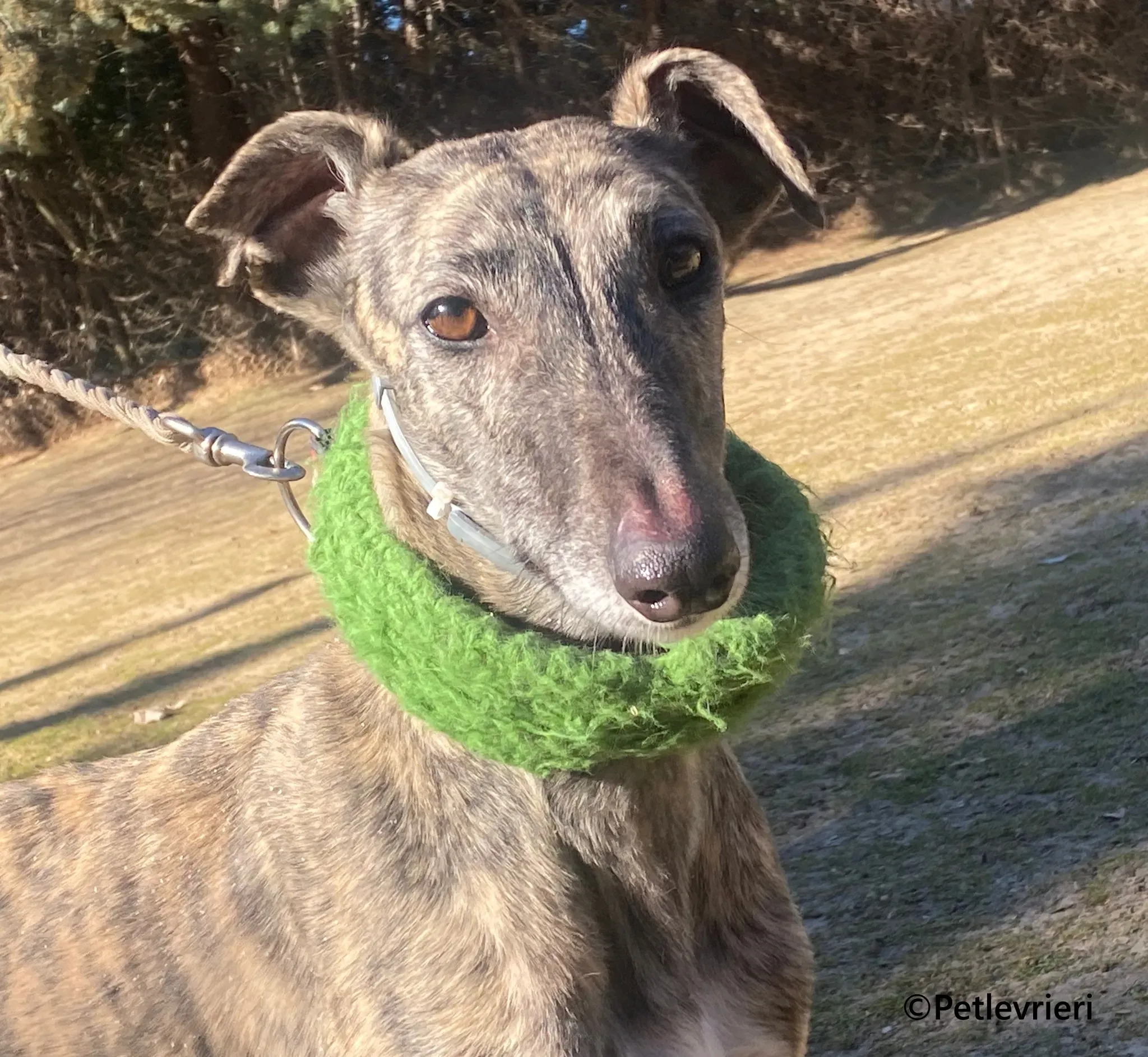 Nata galgo adozione pet levrieri onlus 4