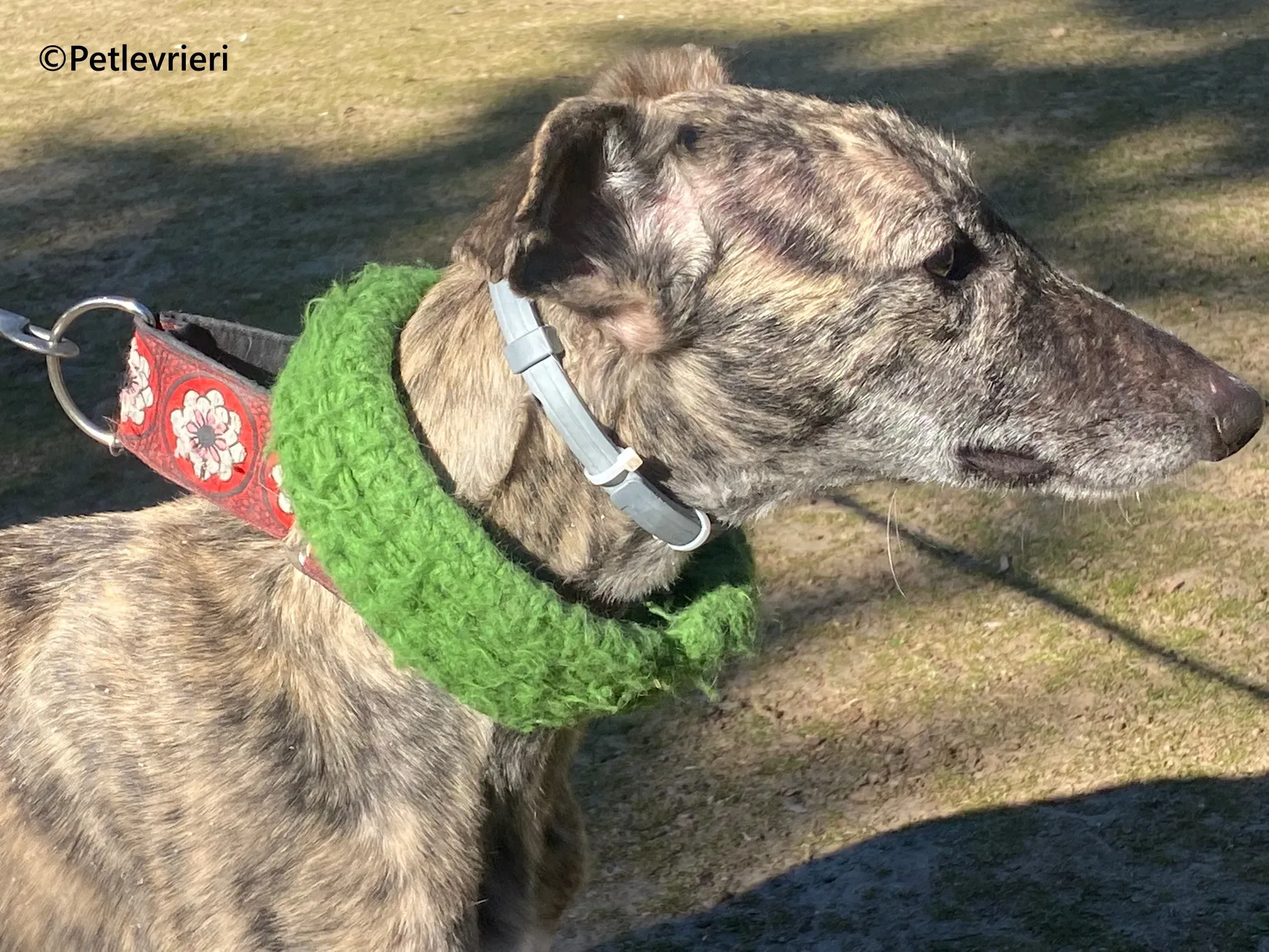 Nata galgo adozione pet levrieri onlus 5