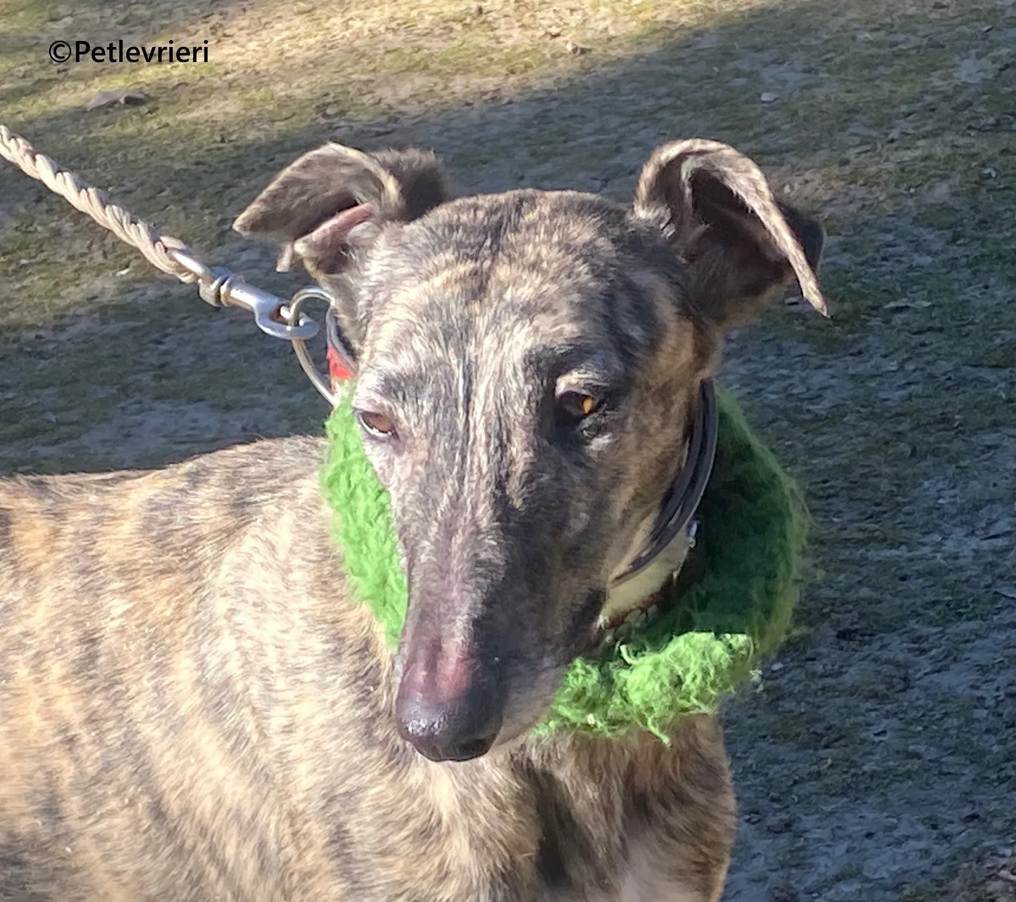 Nata galgo adozione pet levrieri onlus 6