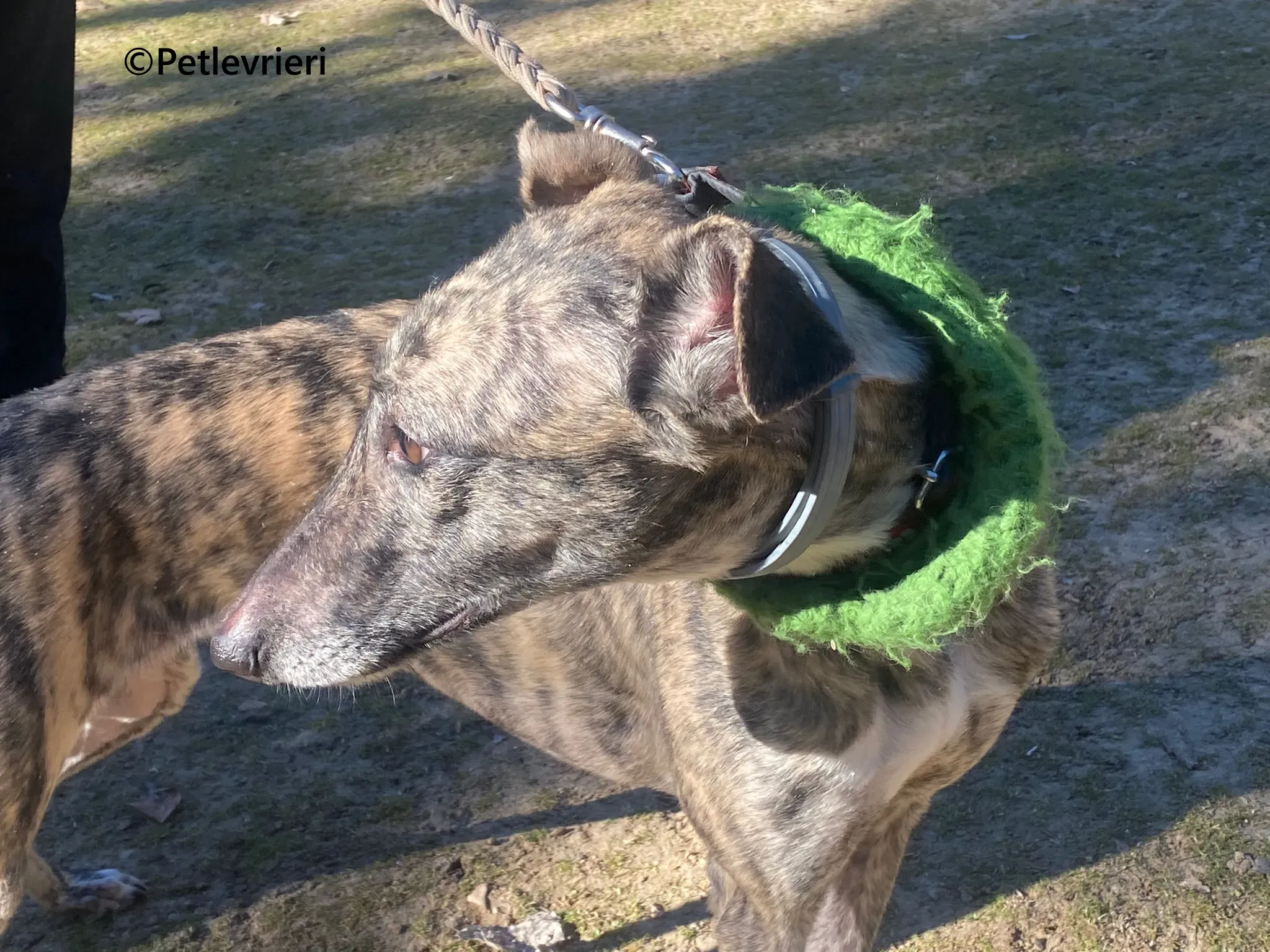 Nata galgo adozione pet levrieri onlus 7