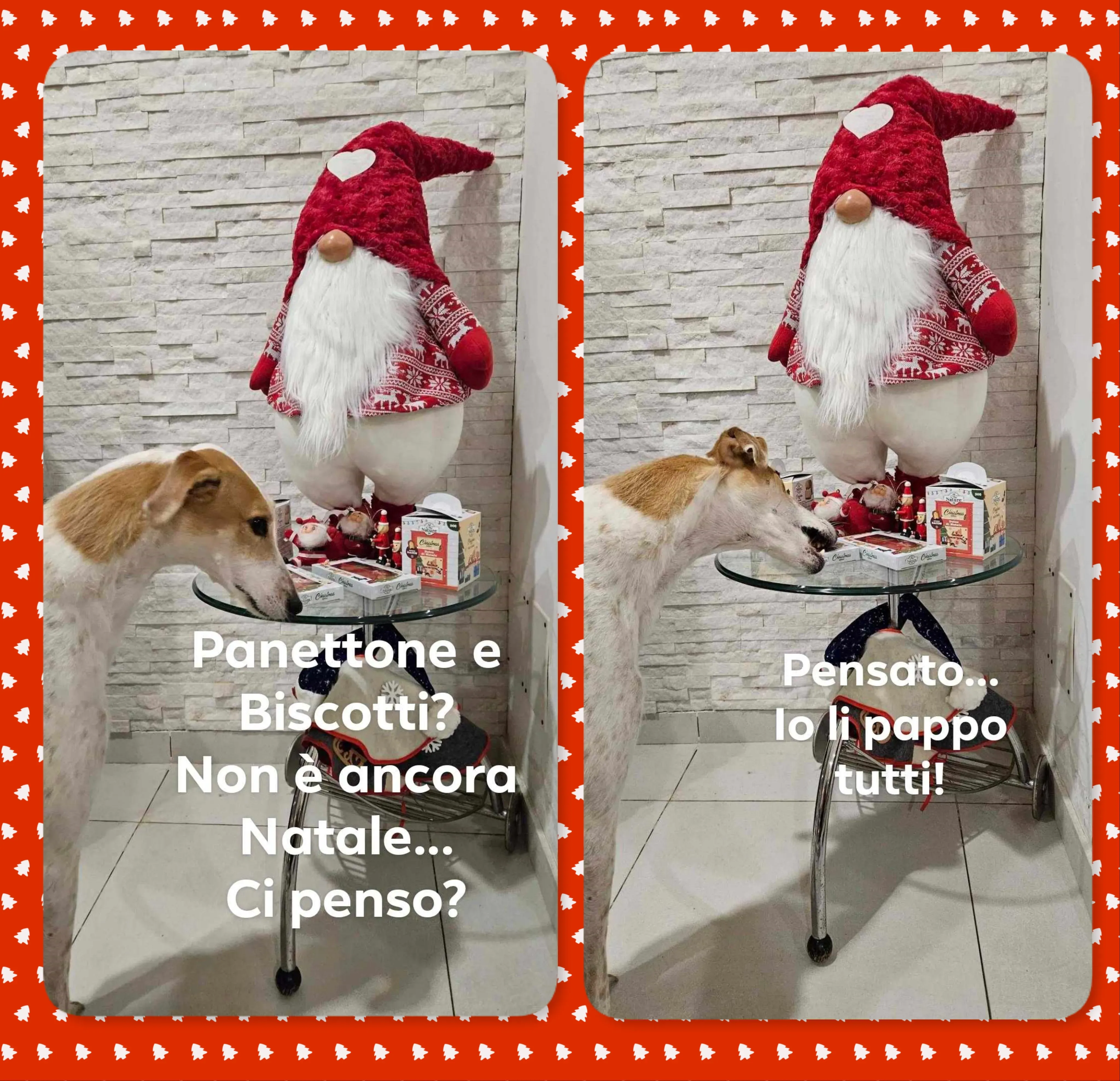 Natale 2024 dexter lurcher pet levrieri