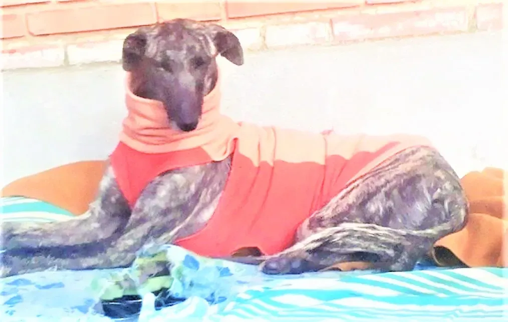 Natalie adozione levrieri galgo 01 2 1