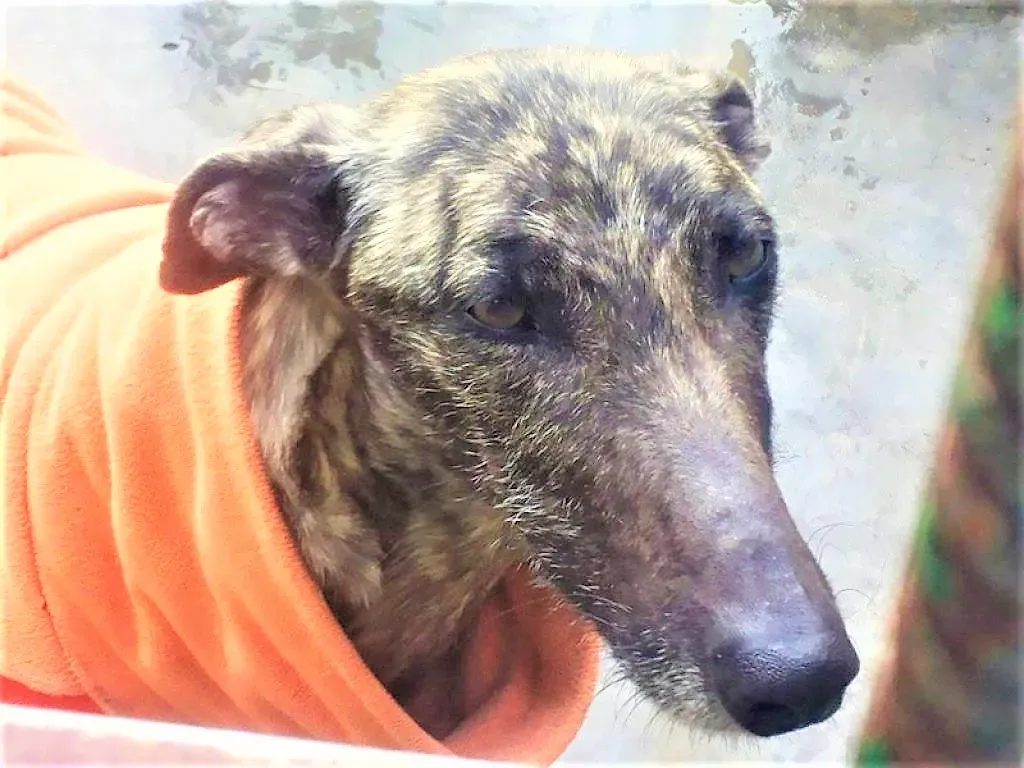 Natalie adozione levrieri galgo 02 2 1024x768 1