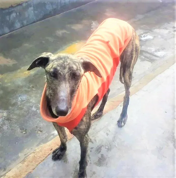 Natalie adozione levrieri galgo 03 2 1