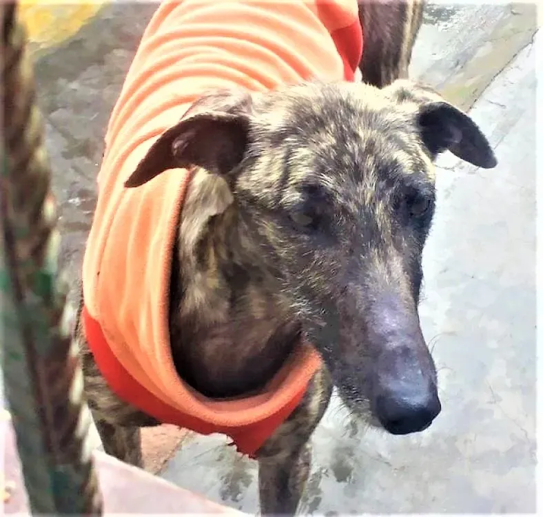 Natalie adozione levrieri galgo 04 2 1