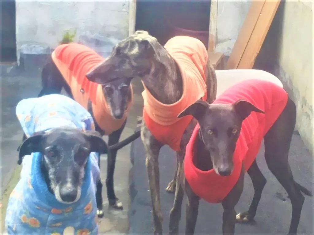 Natalie adozione levrieri galgo 05 2