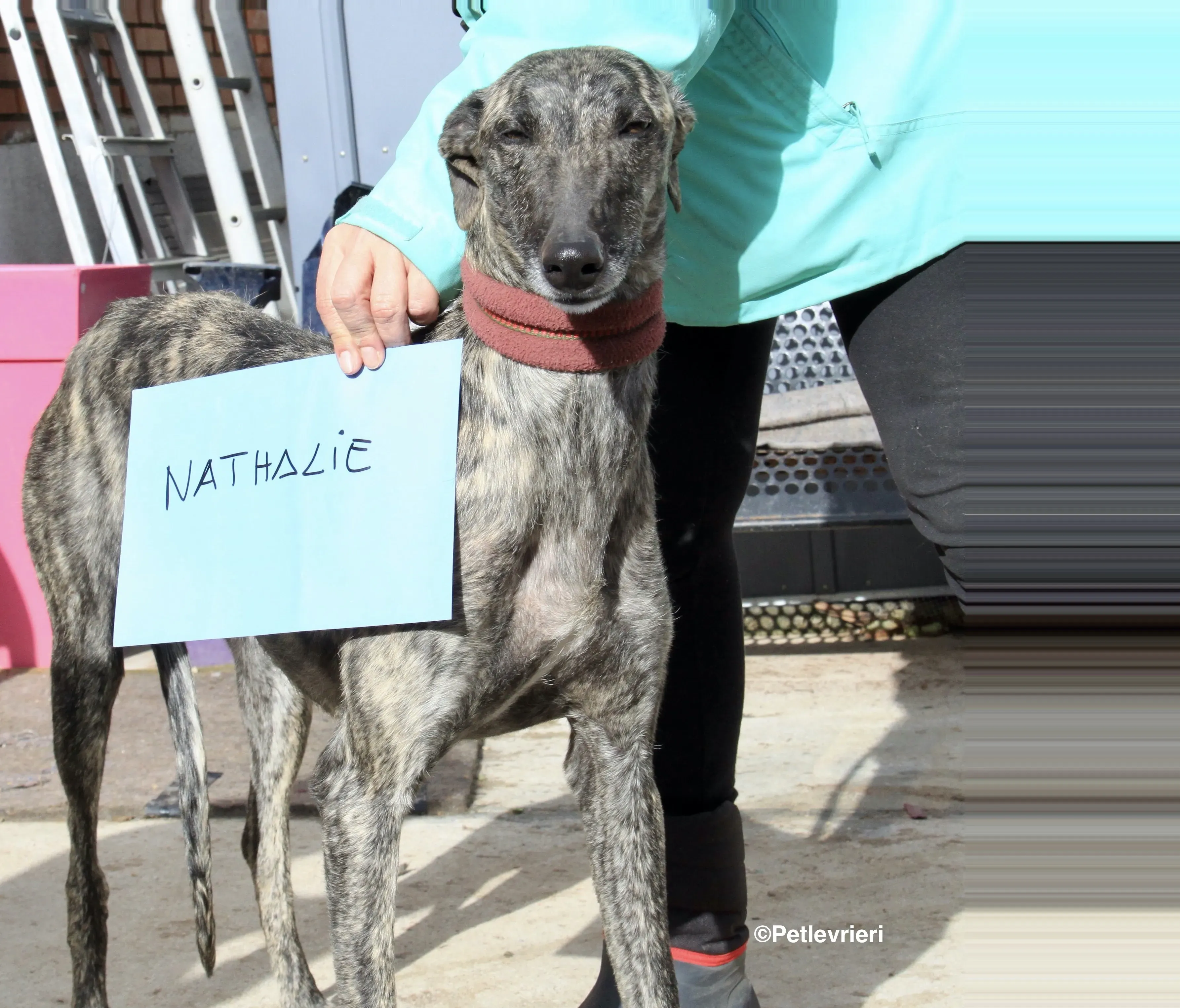 Nathalie adozione levrieri galgo 1 2