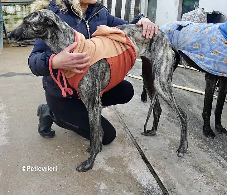 Nathalie adozione levrieri galgo 1 bis