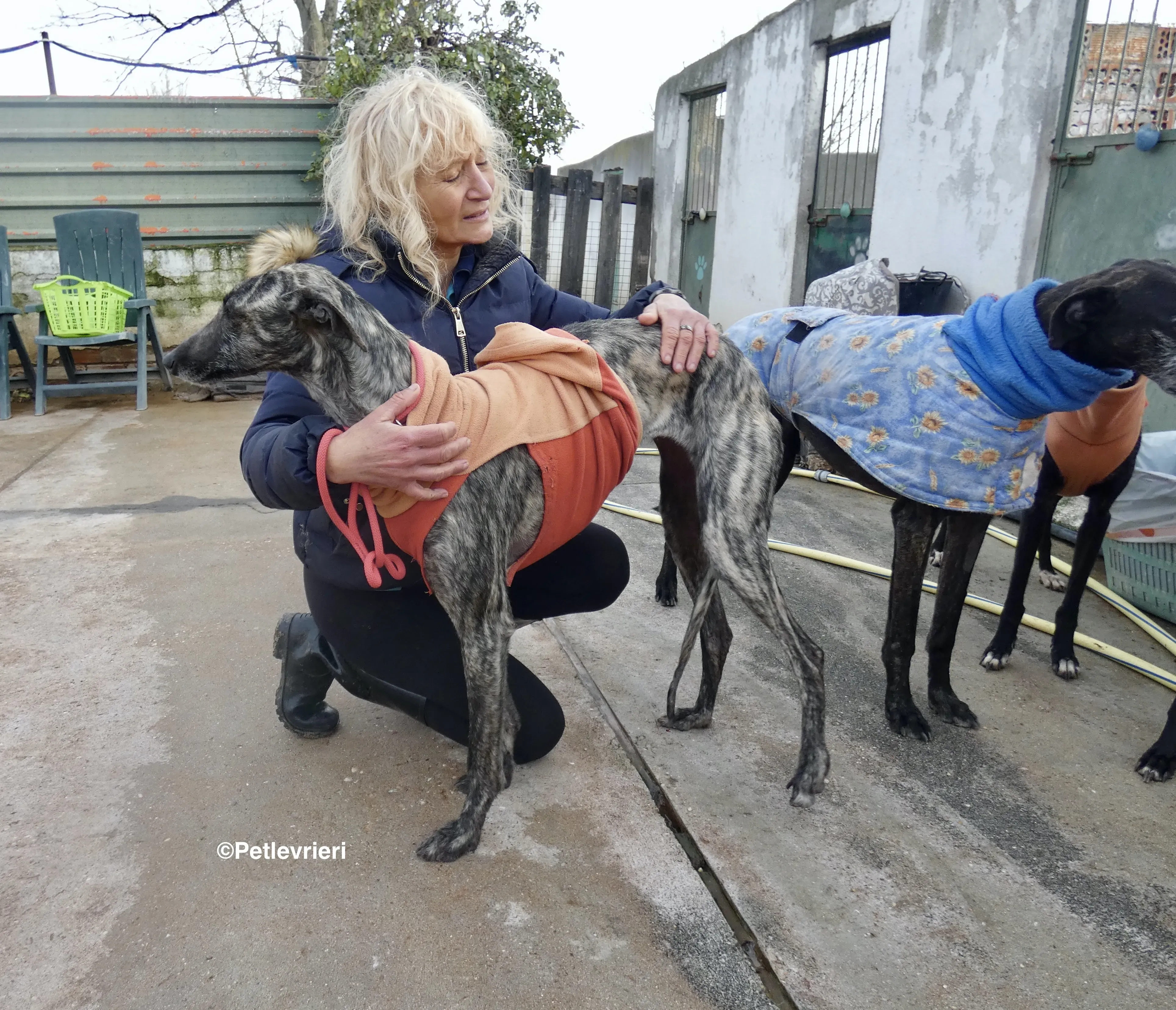 Nathalie adozione levrieri galgo 1