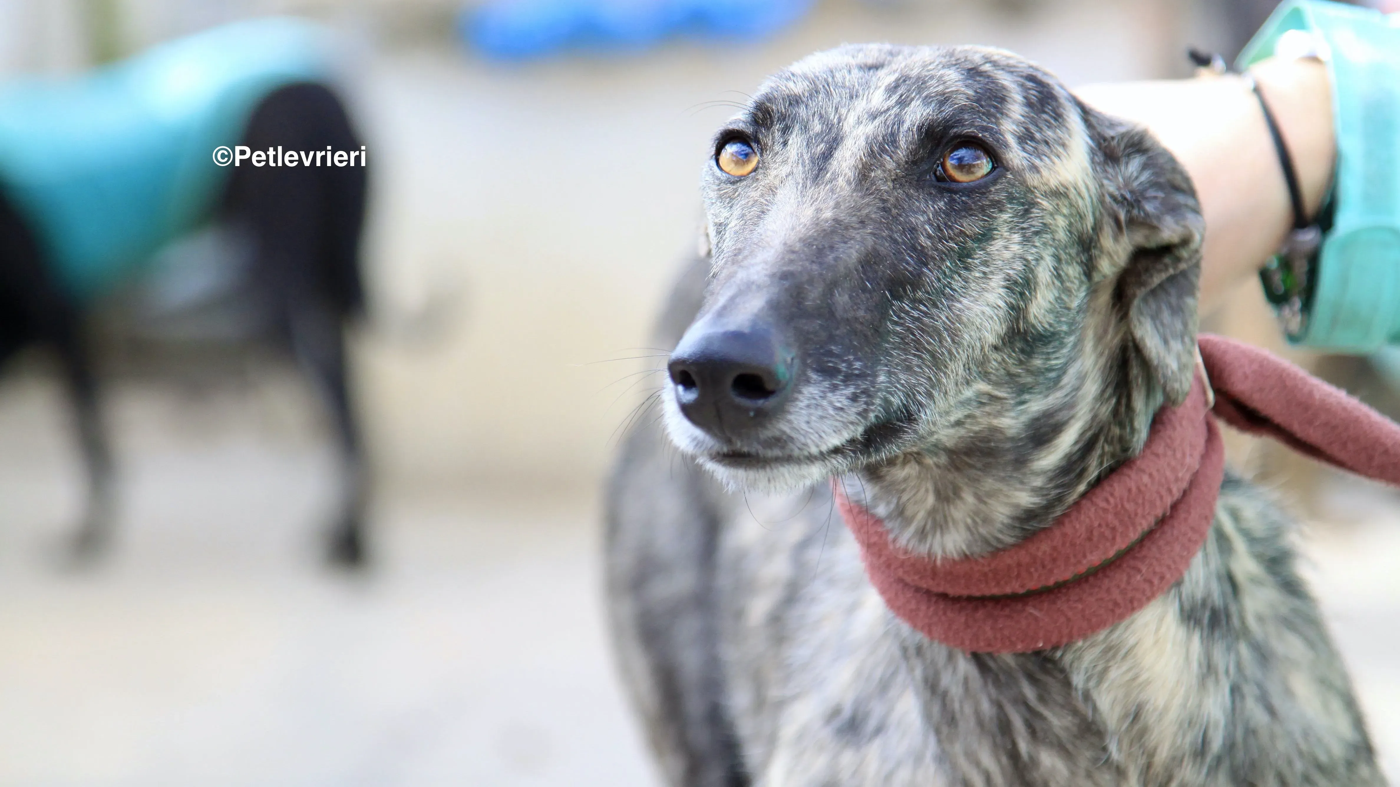 Nathalie adozione levrieri galgo 10