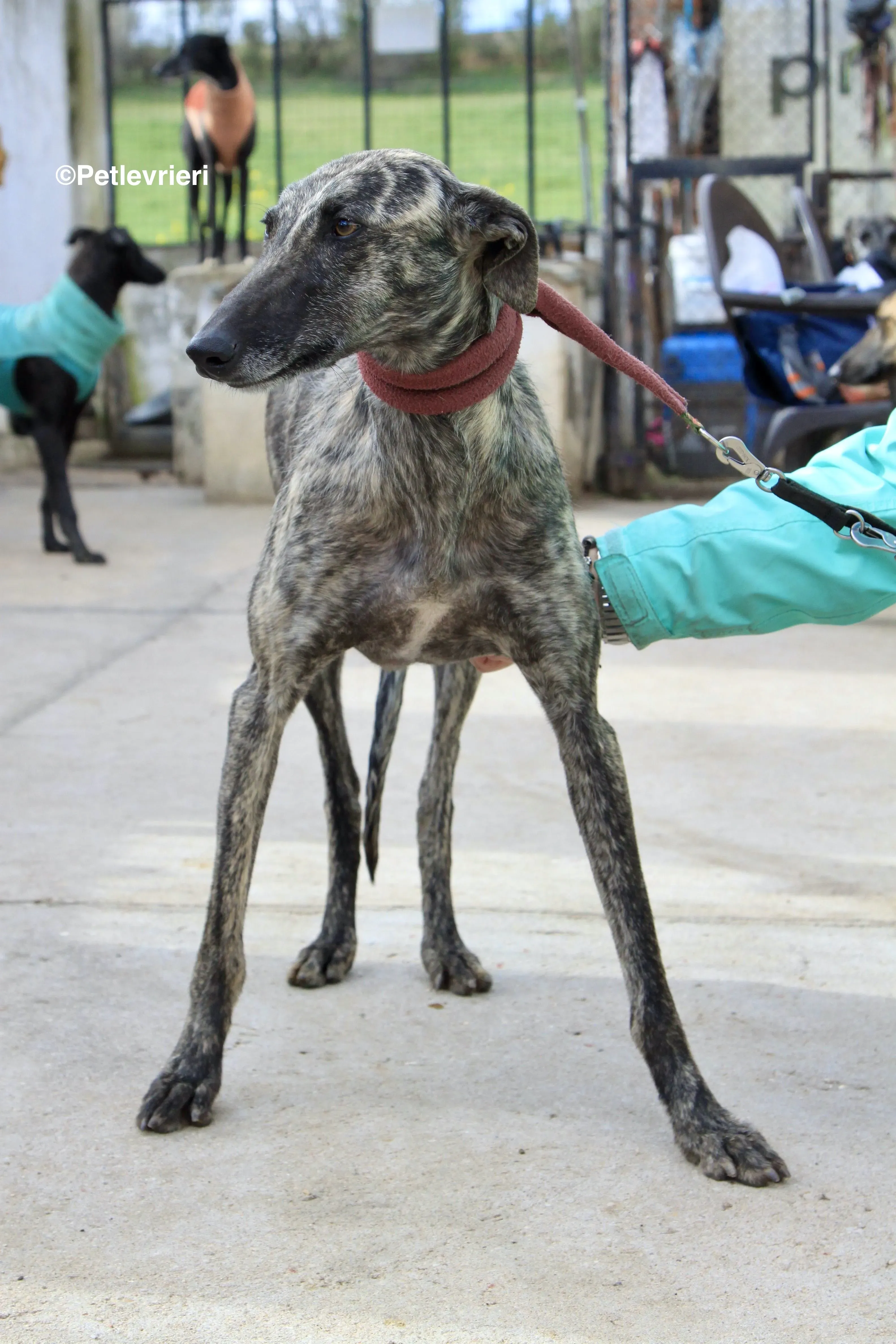 Nathalie adozione levrieri galgo 11