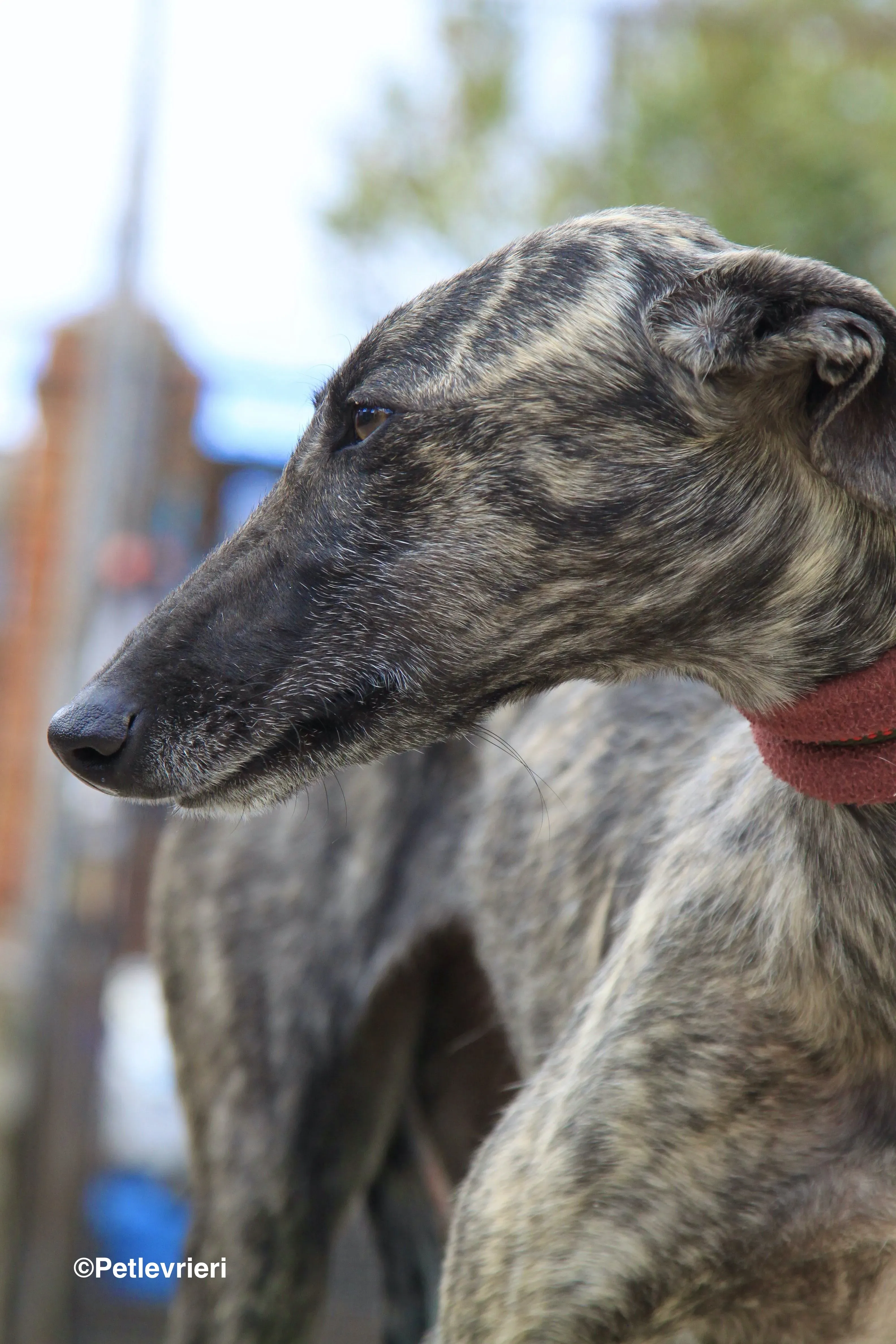 Nathalie adozione levrieri galgo 12