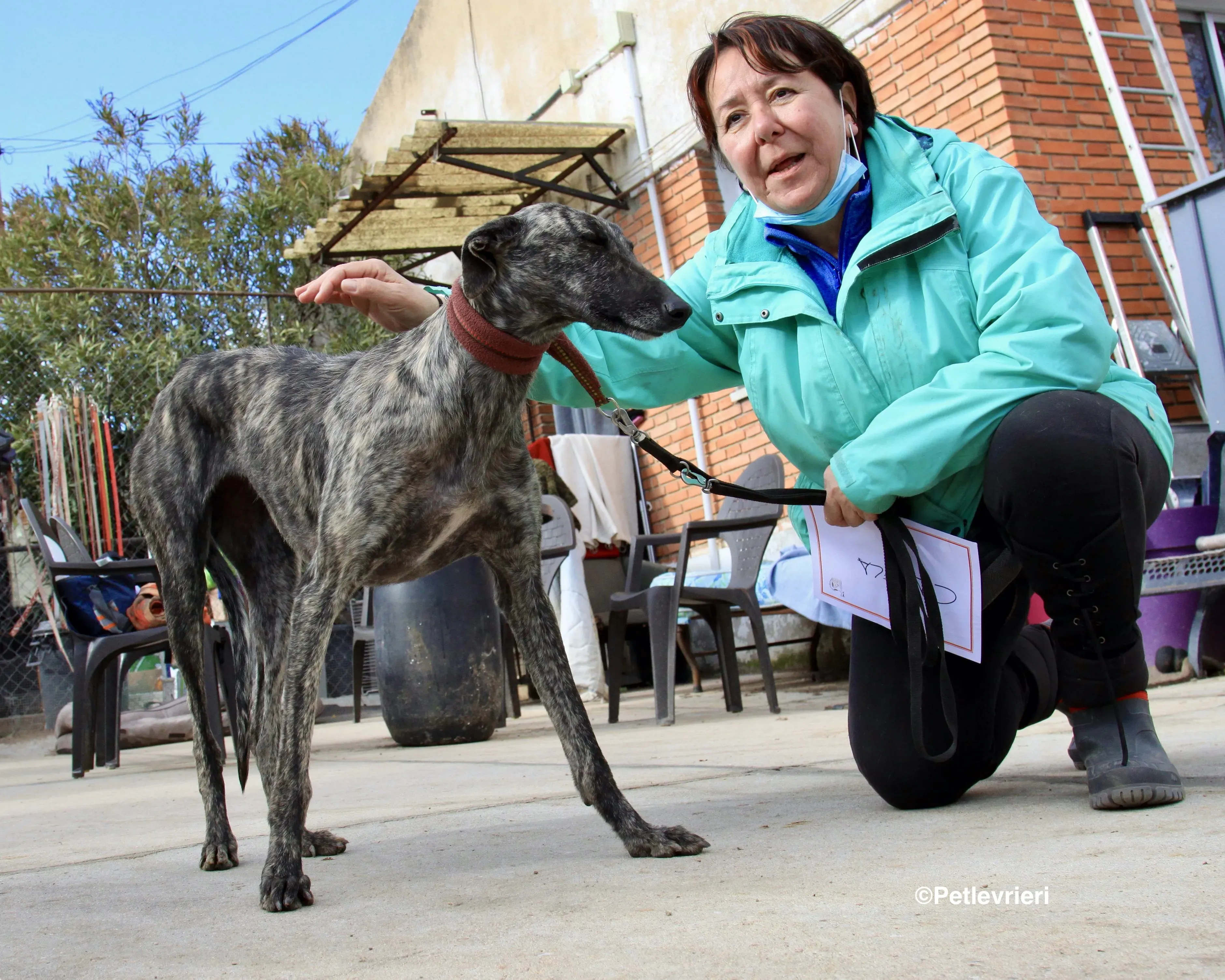 Nathalie adozione levrieri galgo 13
