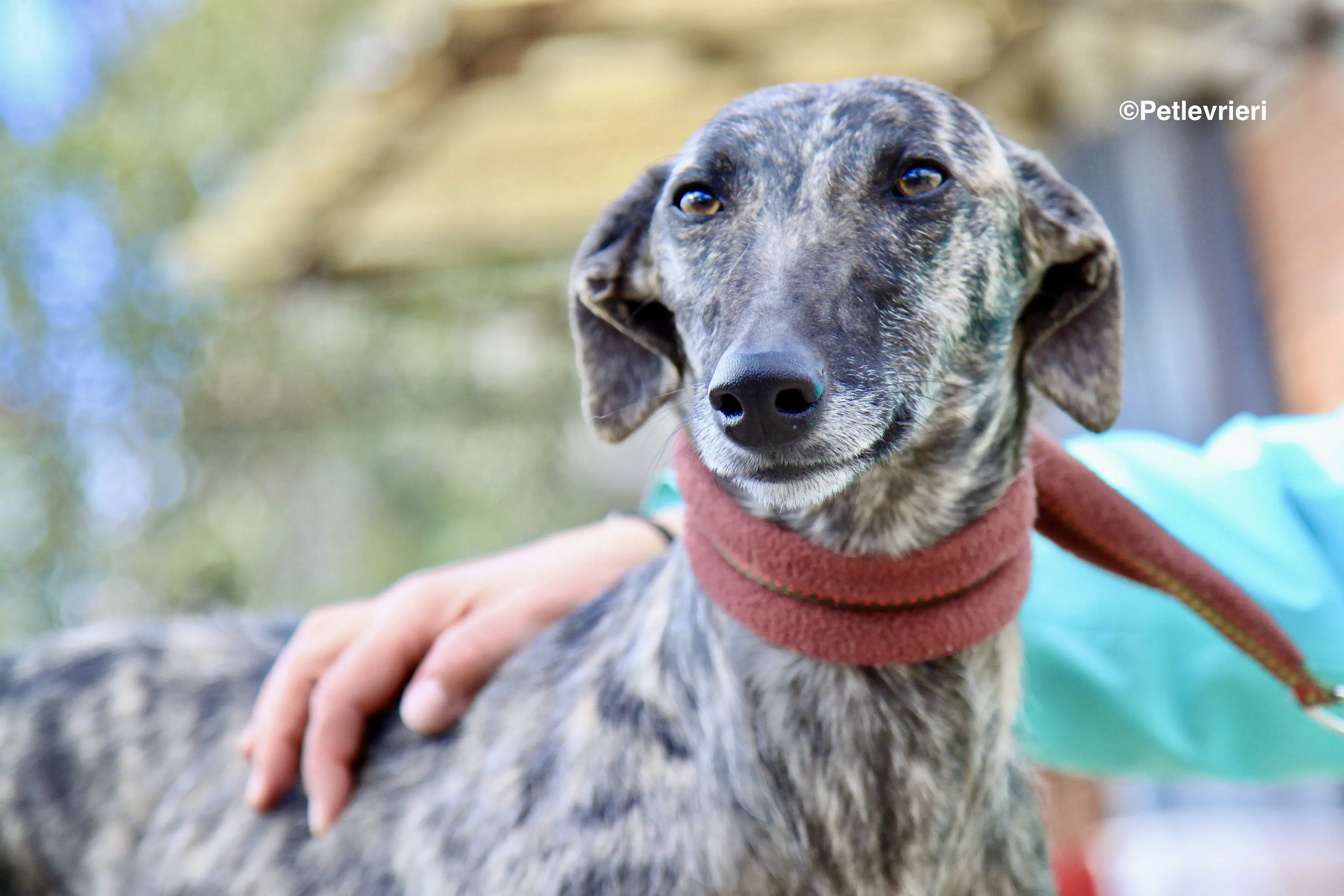 Nathalie adozione levrieri galgo 14