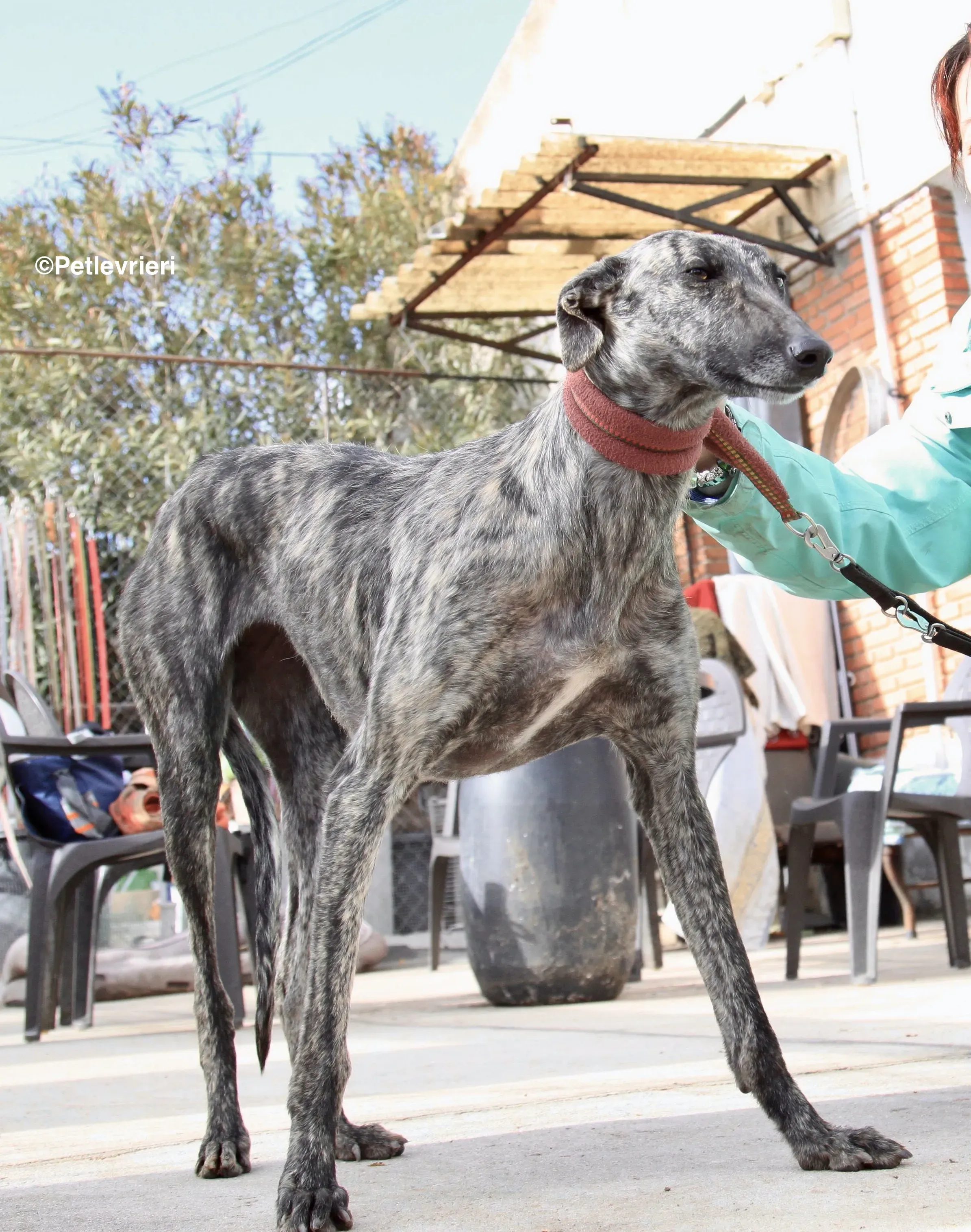 Nathalie adozione levrieri galgo 15