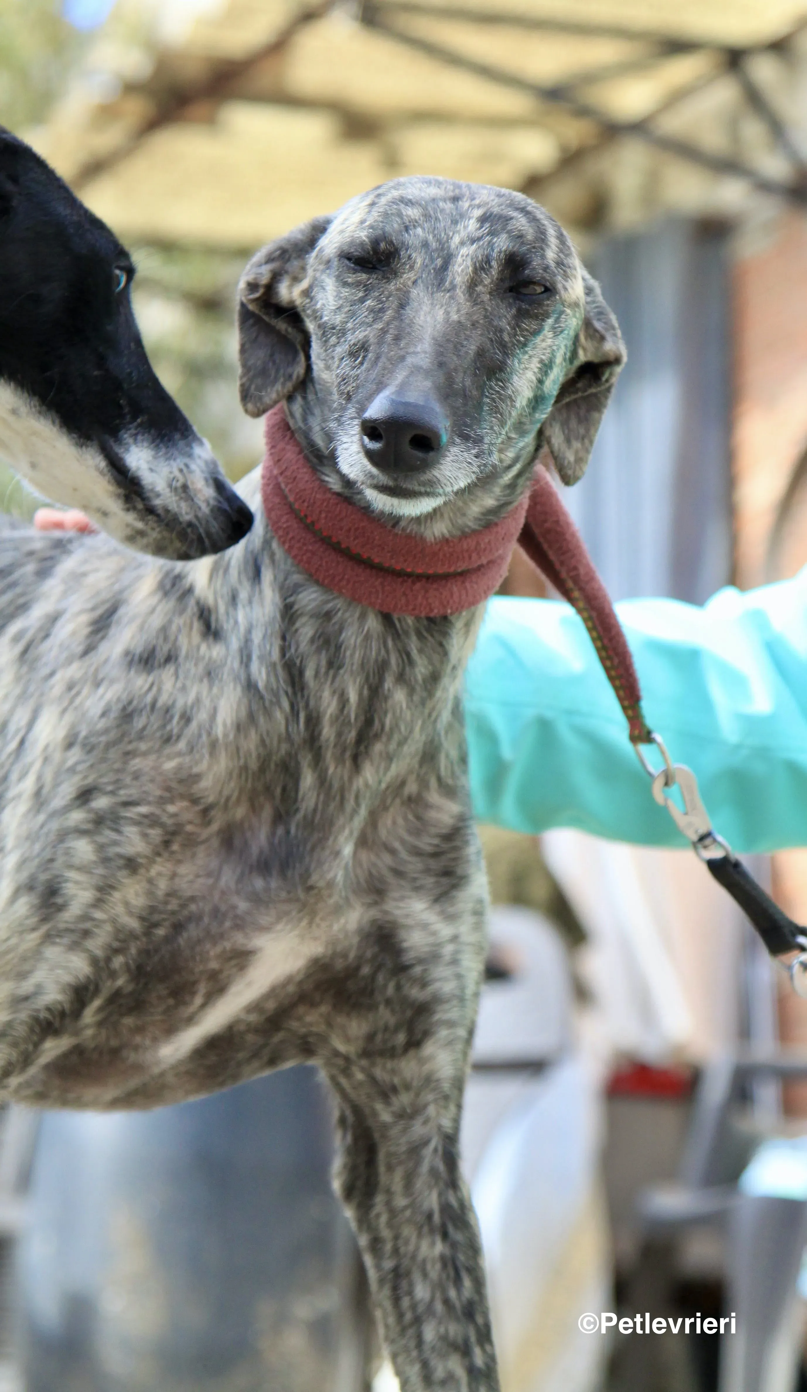 Nathalie adozione levrieri galgo 16