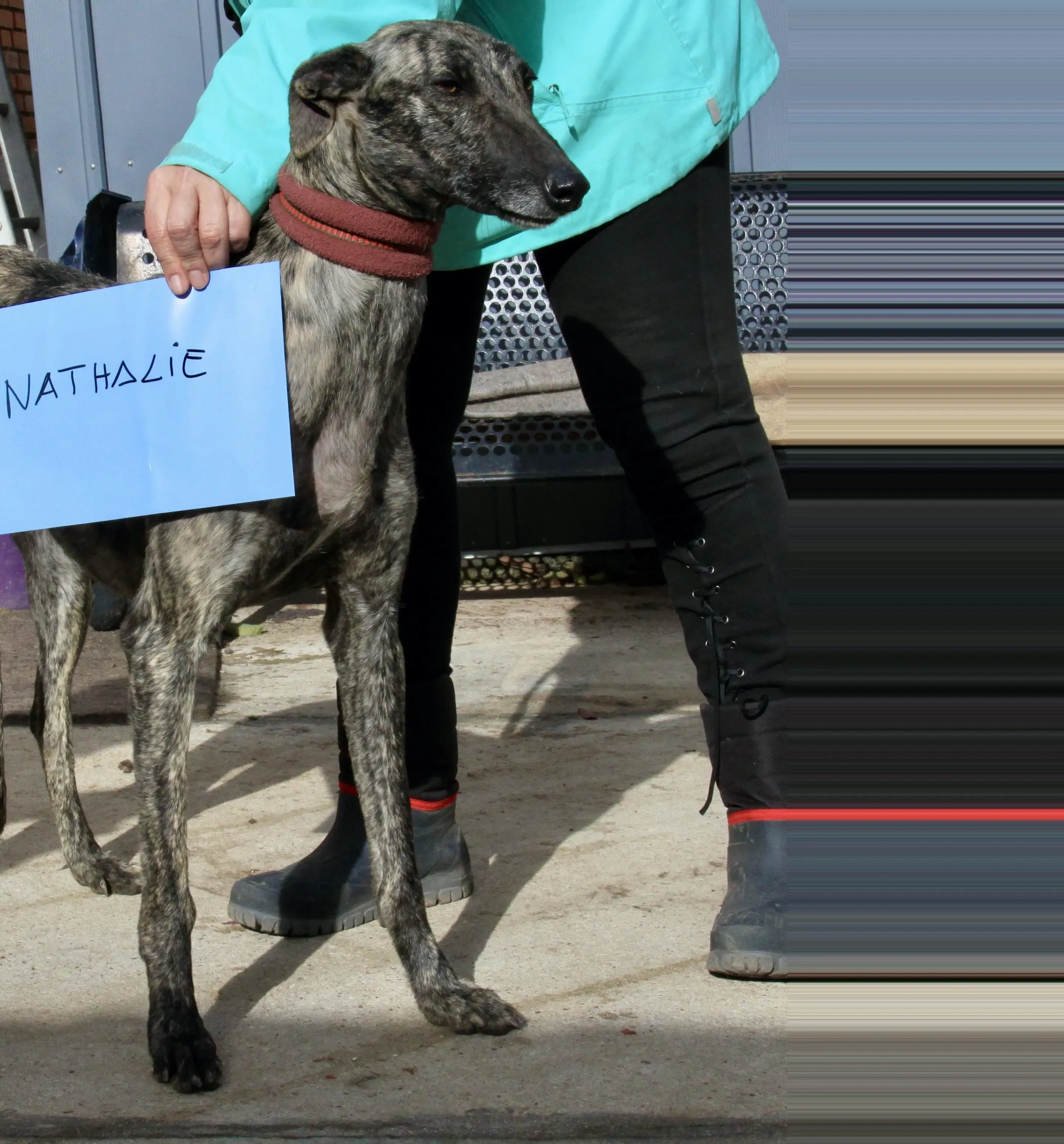 Nathalie adozione levrieri galgo 2 2