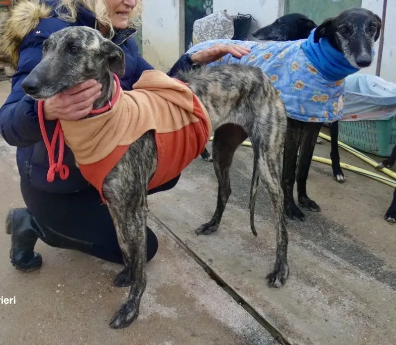 Nathalie adozione levrieri galgo 2 bis