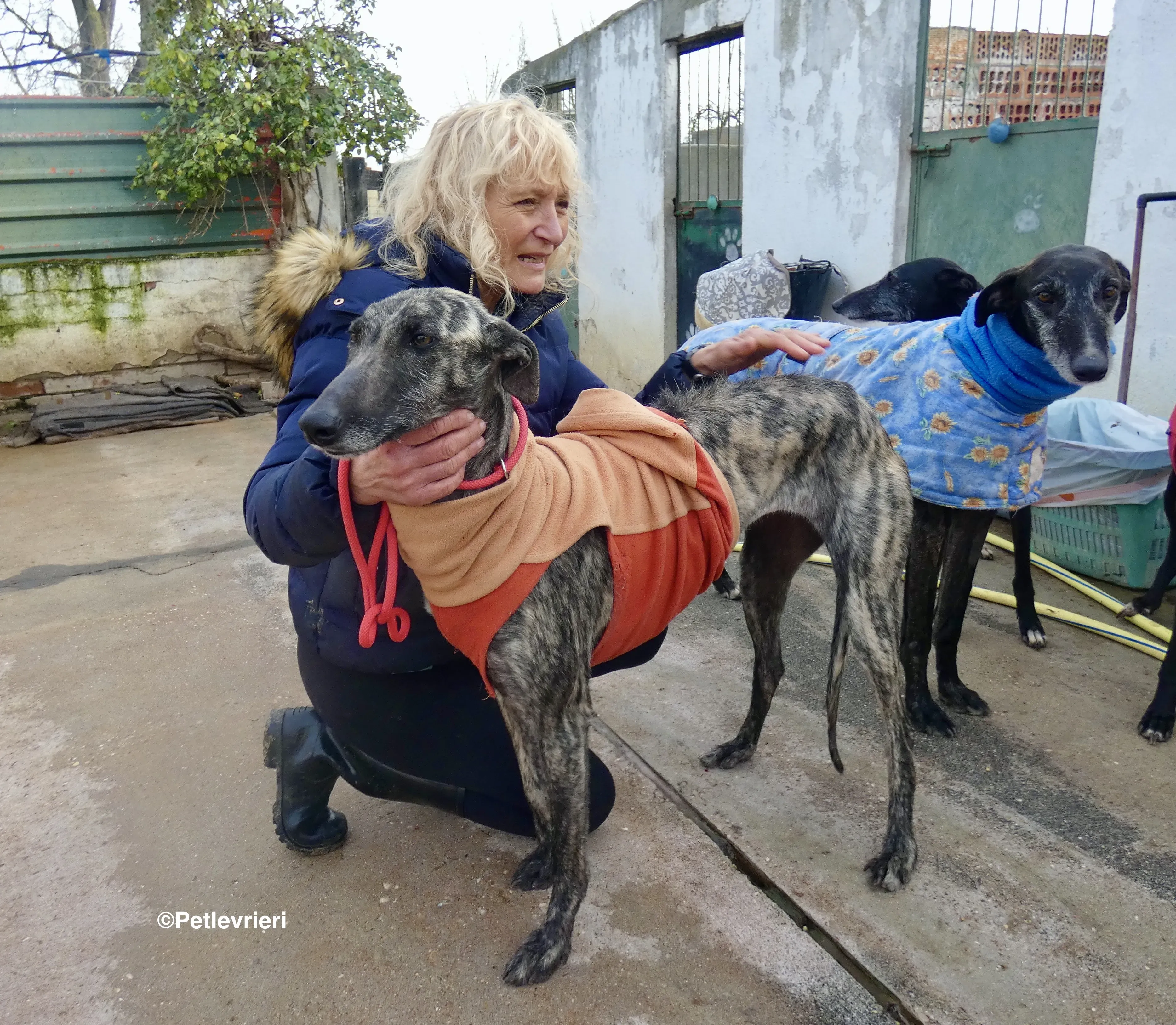 Nathalie adozione levrieri galgo 2