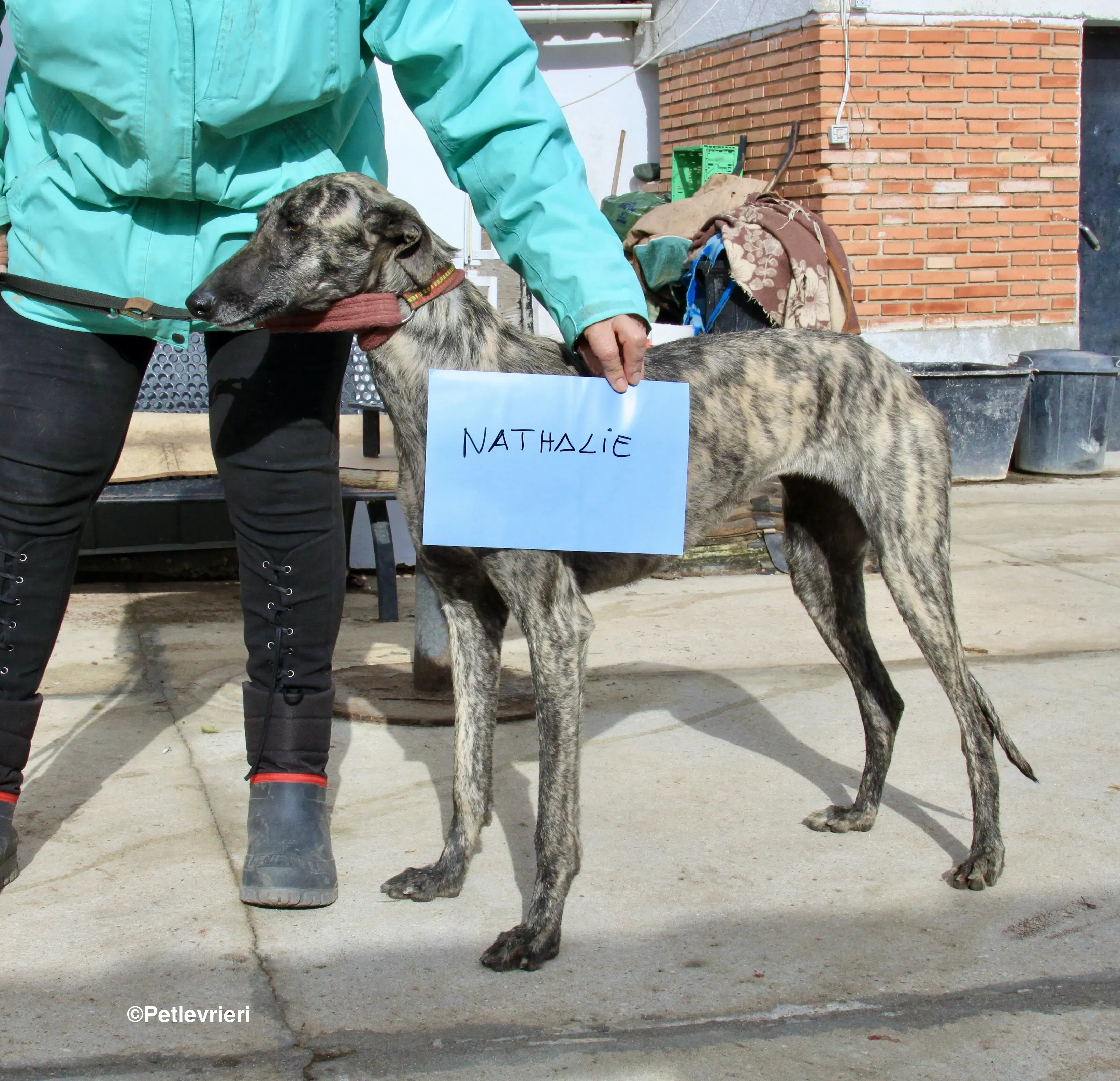 Nathalie adozione levrieri galgo 3 2