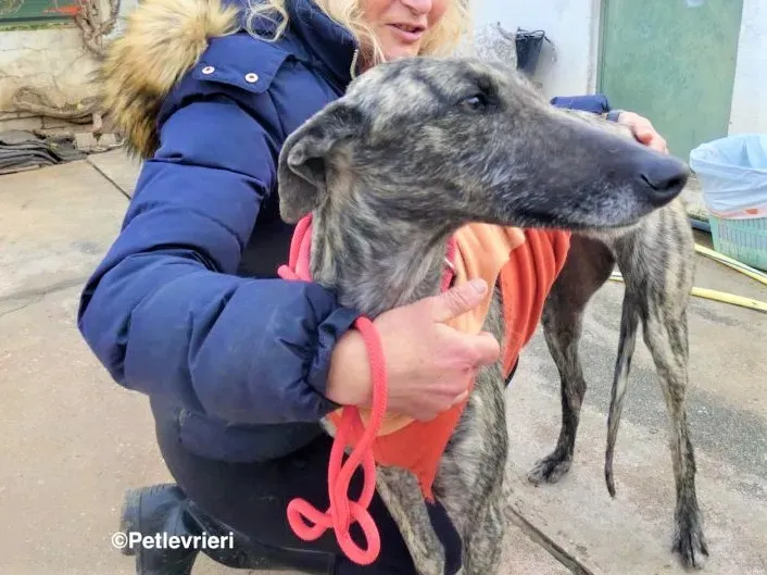 Nathalie adozione levrieri galgo 3 bis 1