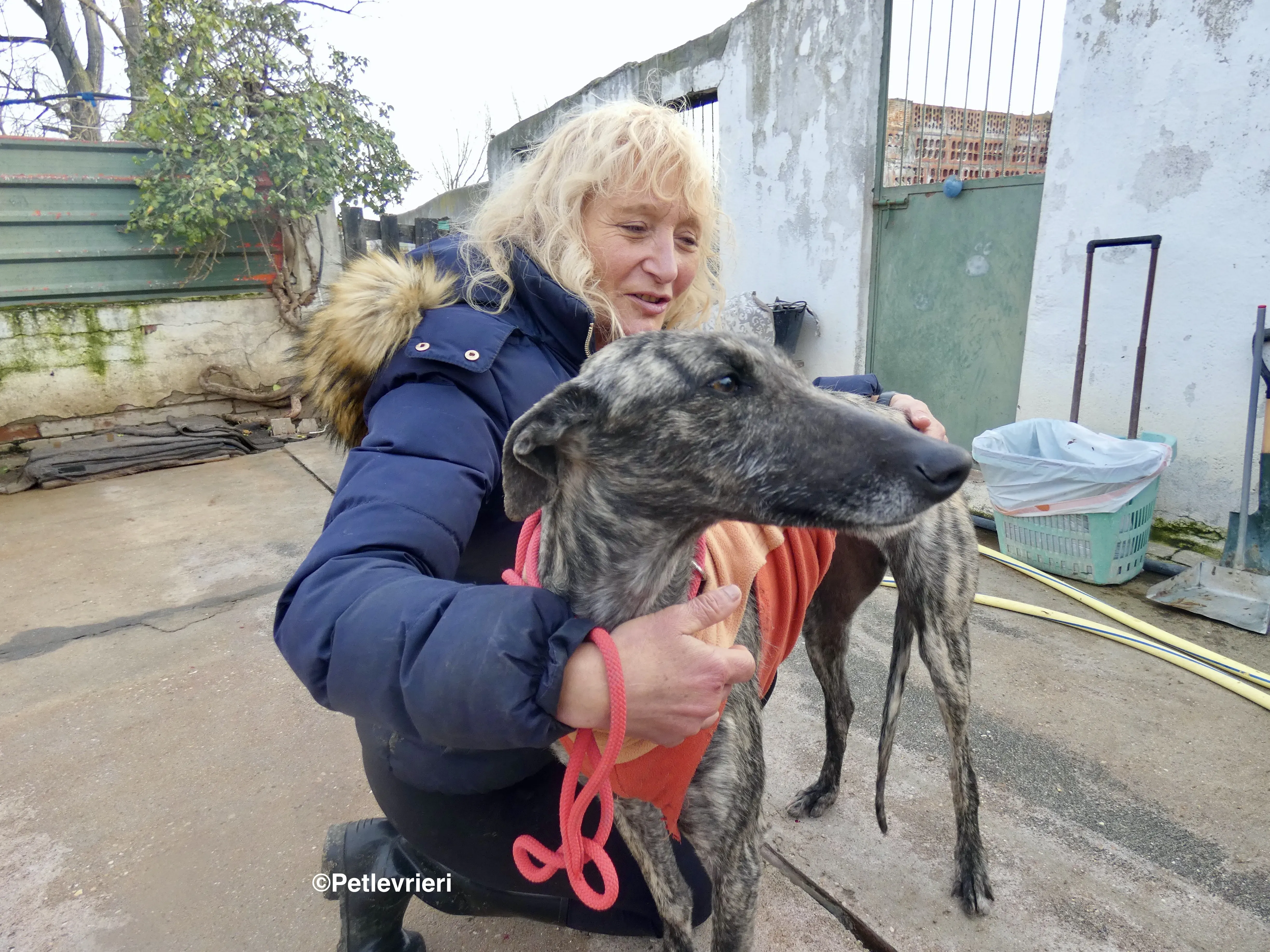 Nathalie adozione levrieri galgo 3