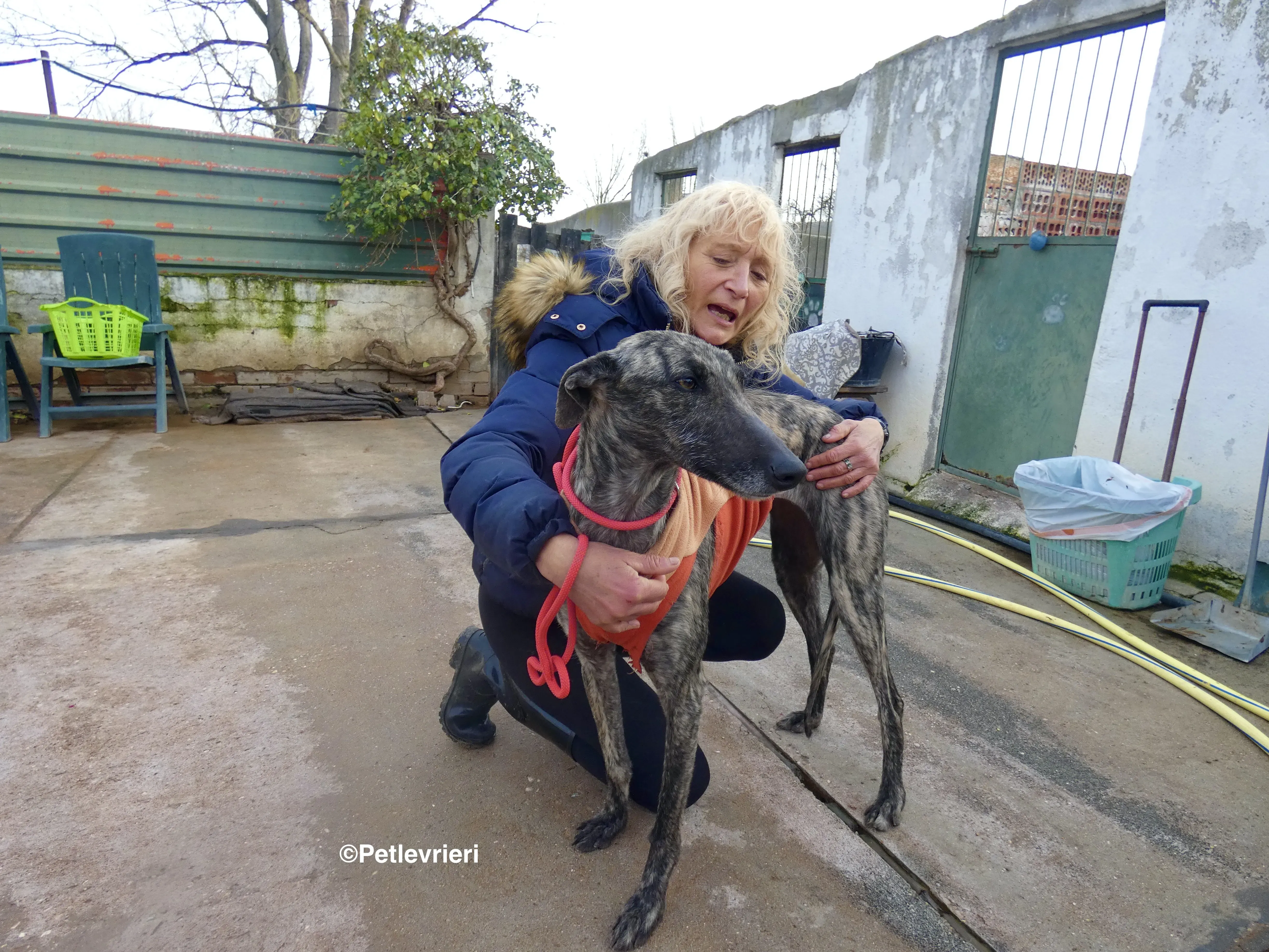 Nathalie adozione levrieri galgo 34