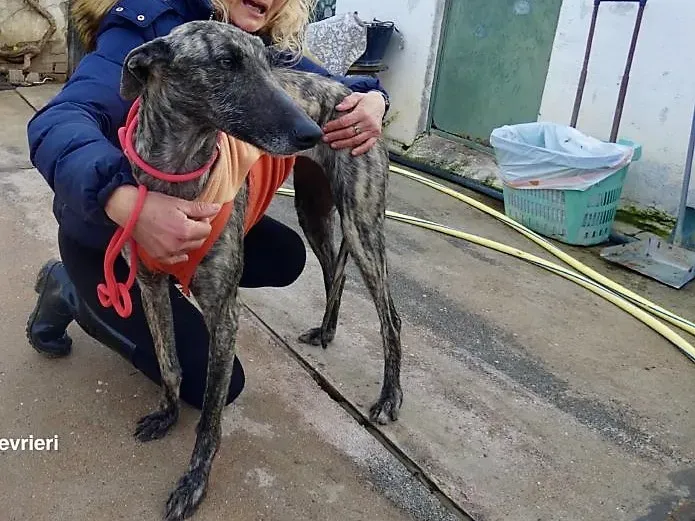 Nathalie adozione levrieri galgo 4 bis