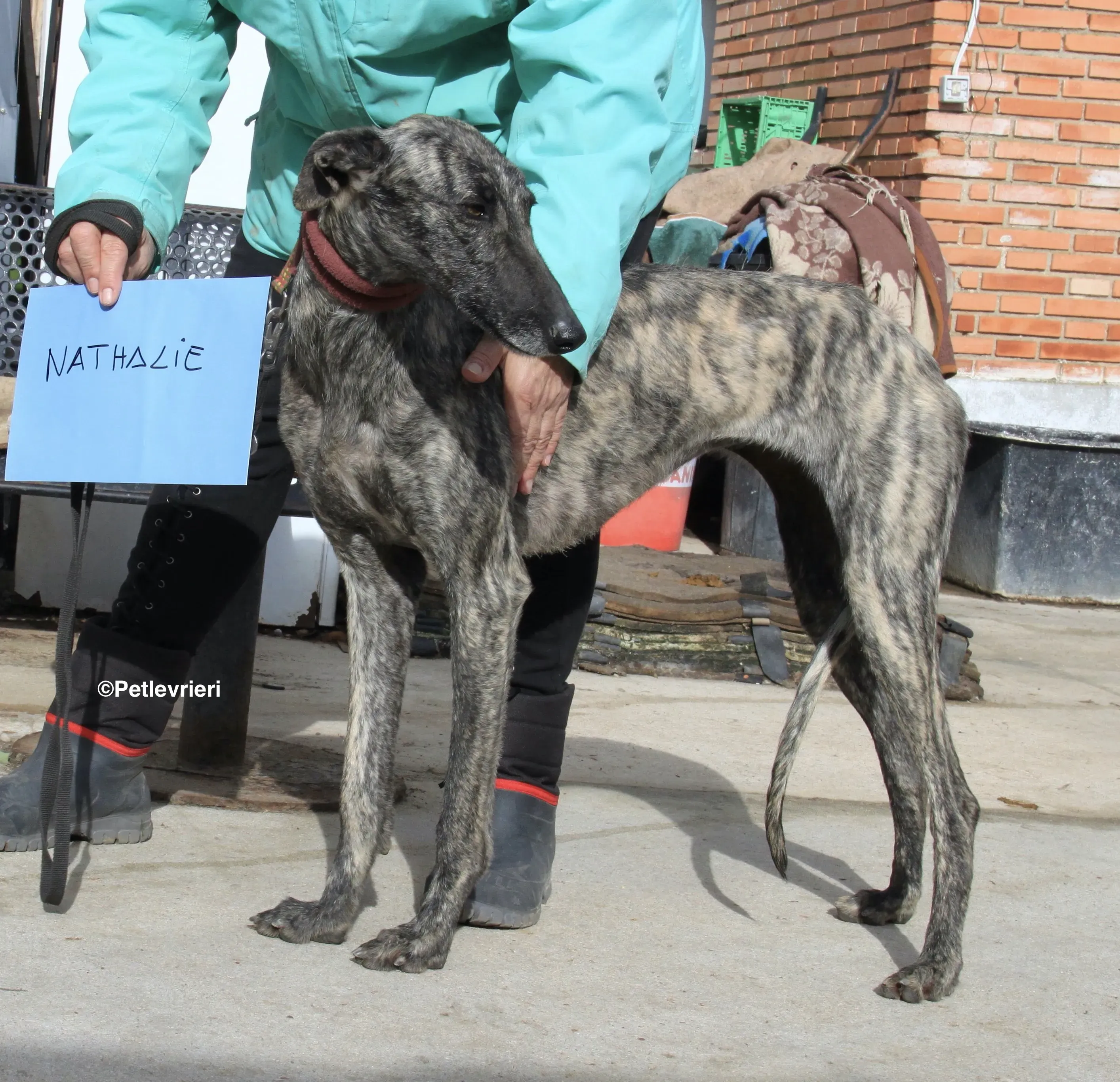 Nathalie adozione levrieri galgo 4