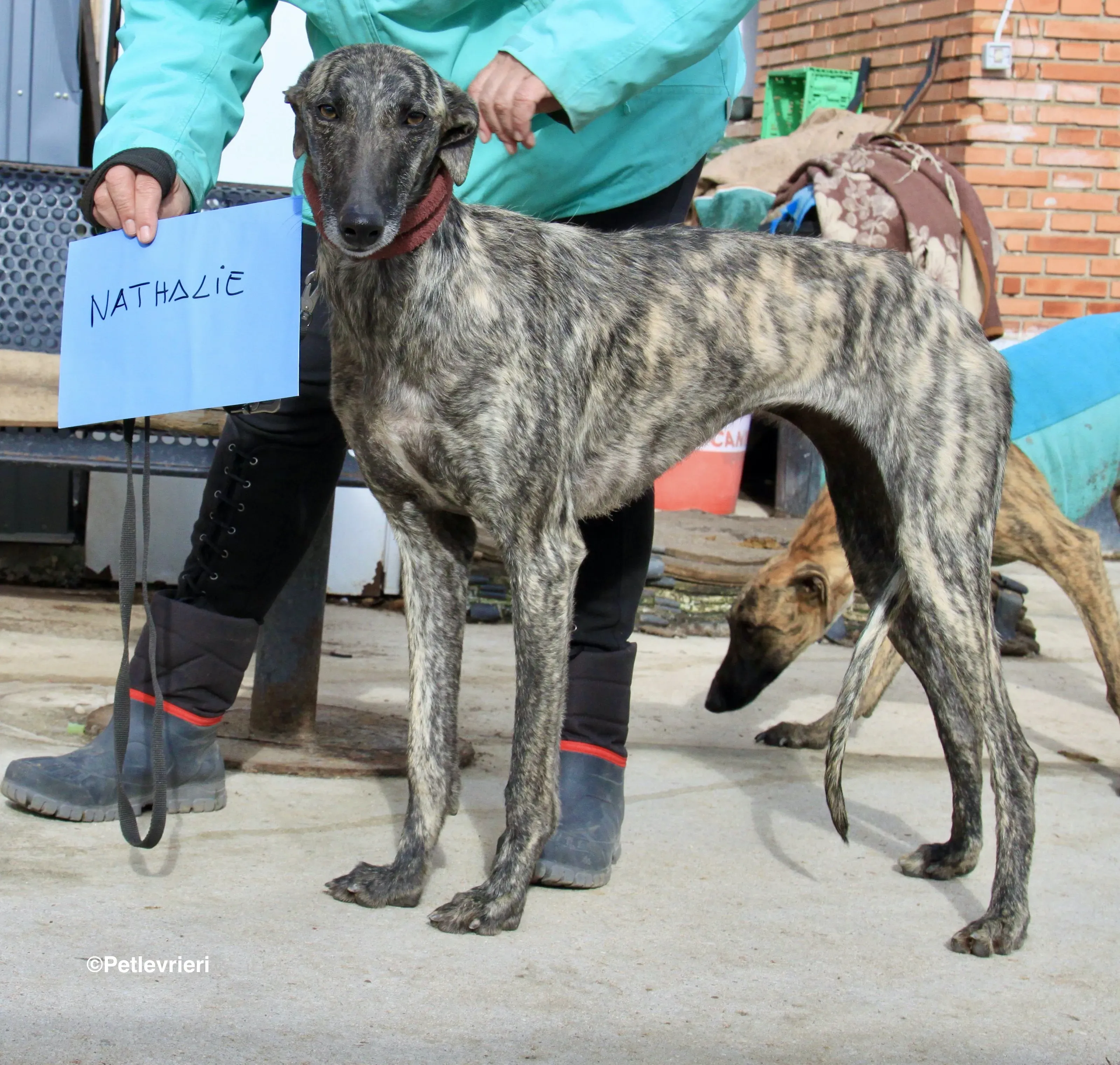 Nathalie adozione levrieri galgo 5