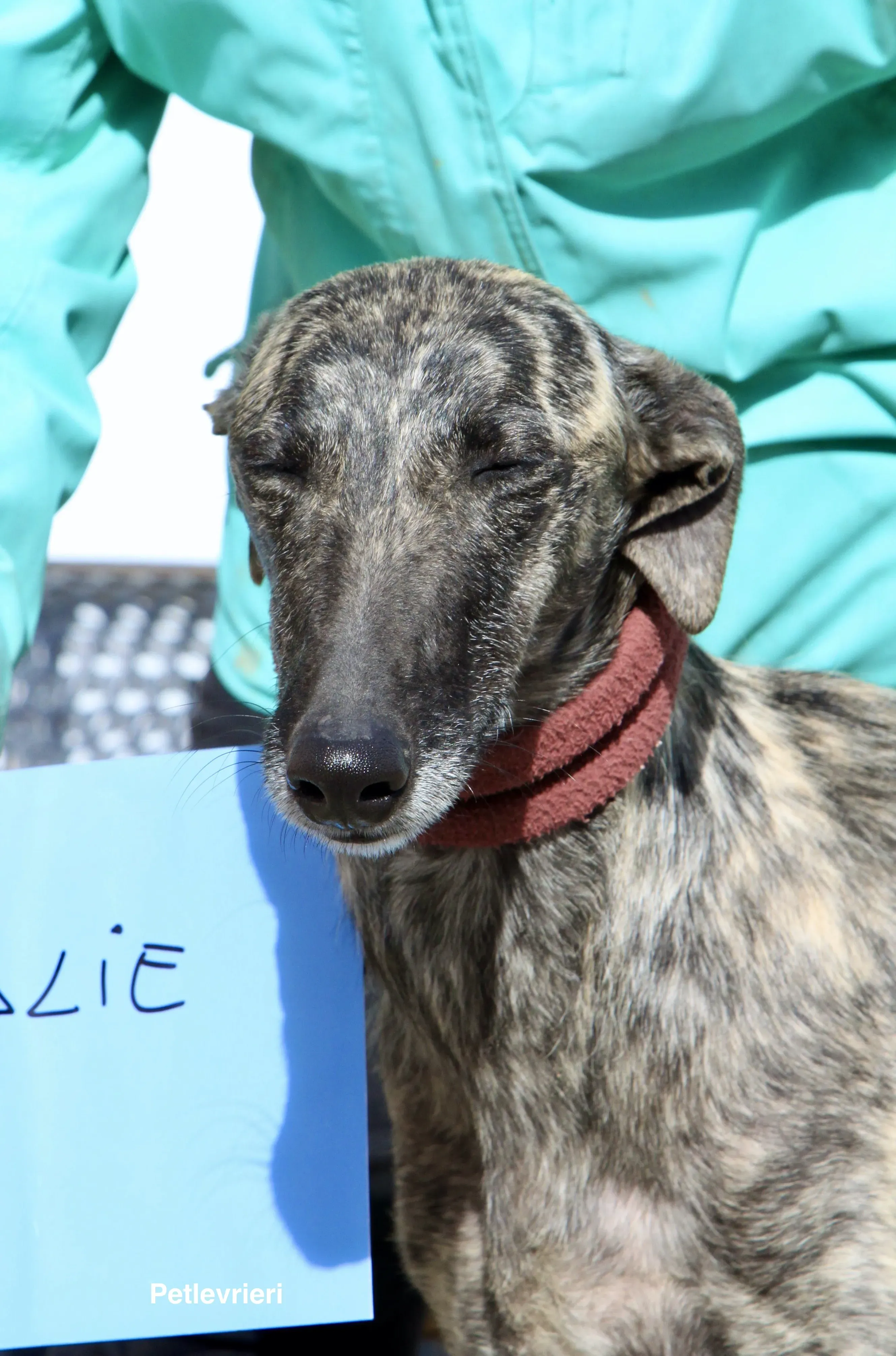 Nathalie adozione levrieri galgo 6