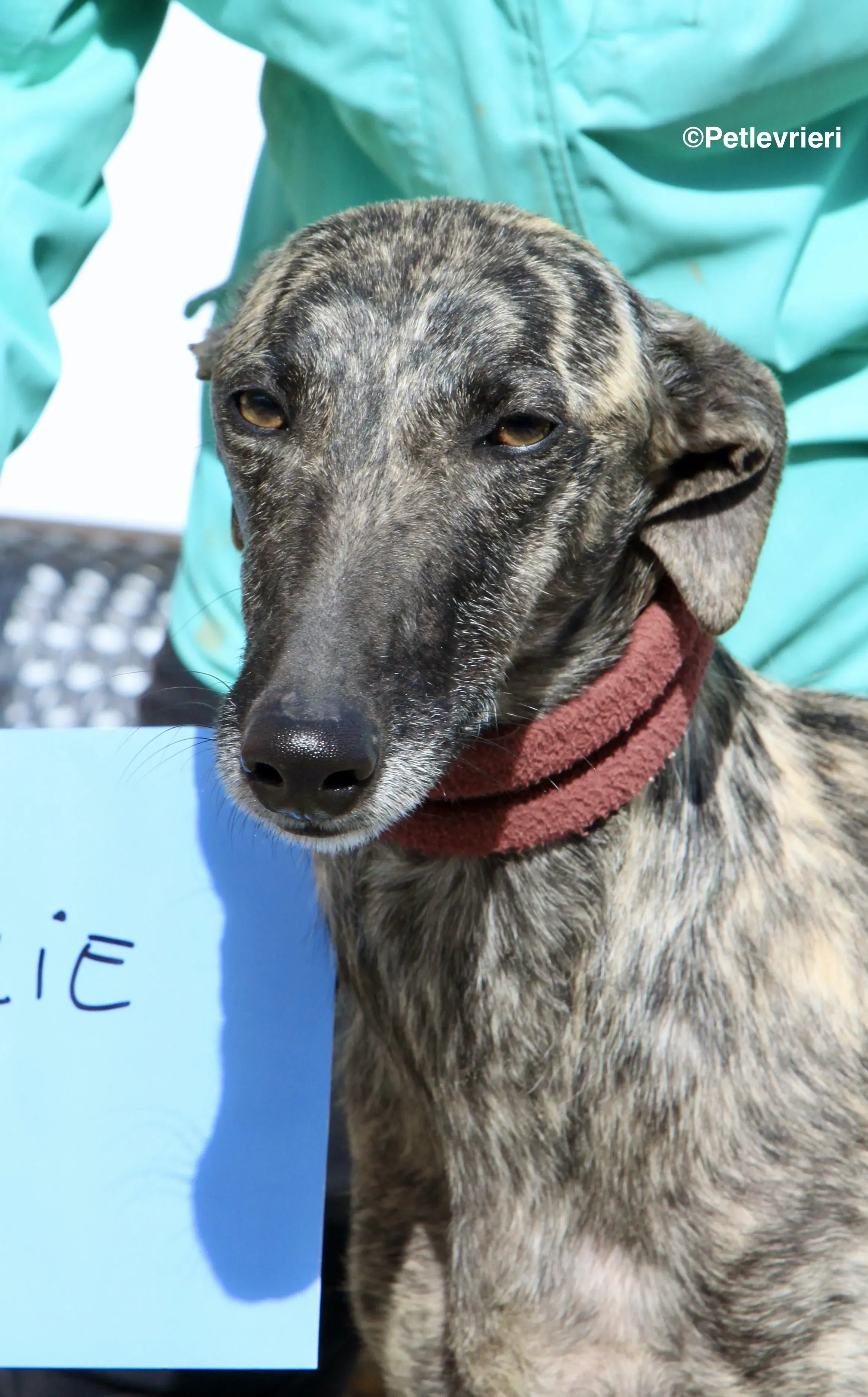 Nathalie adozione levrieri galgo 7