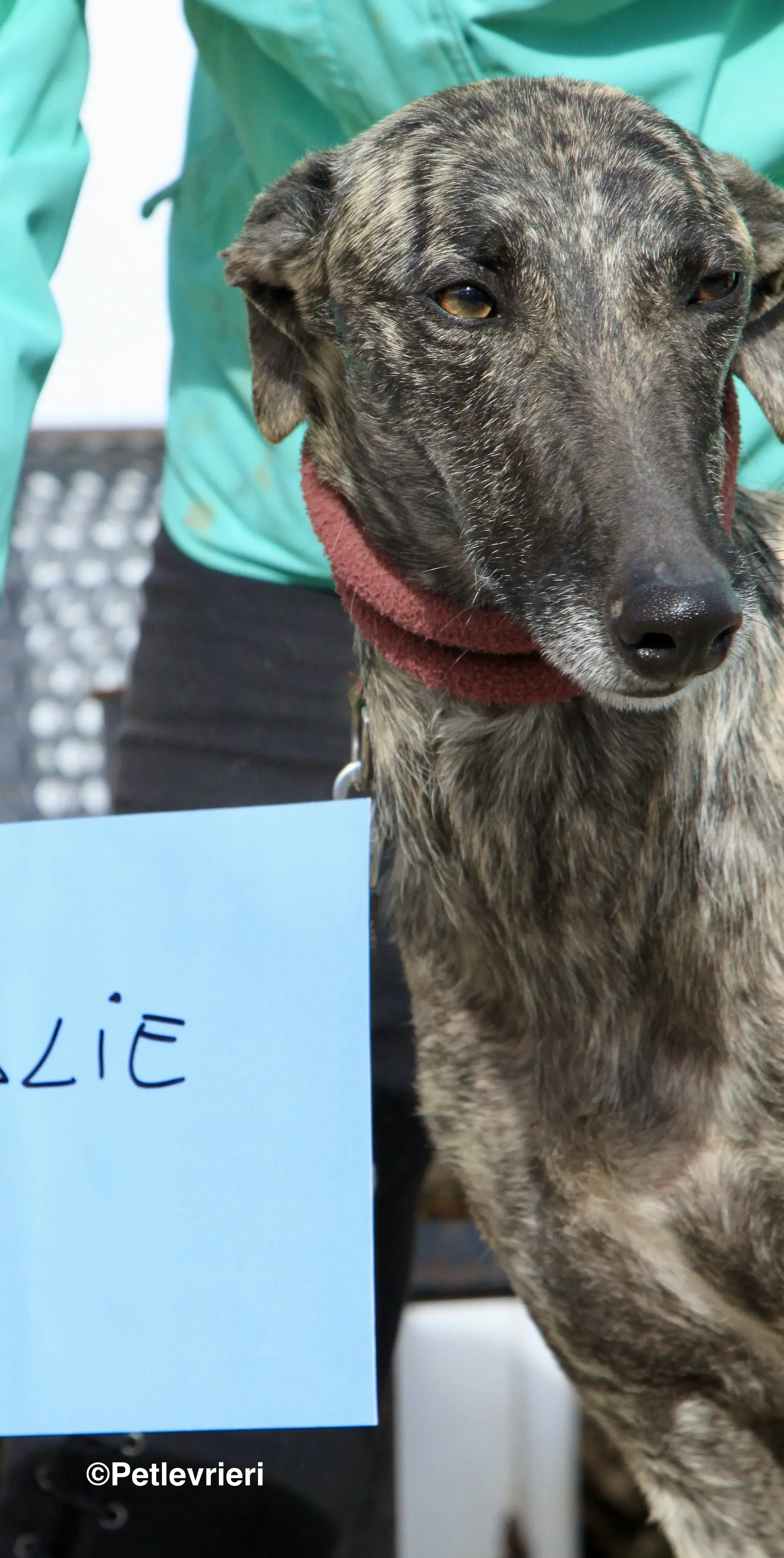 Nathalie adozione levrieri galgo 8