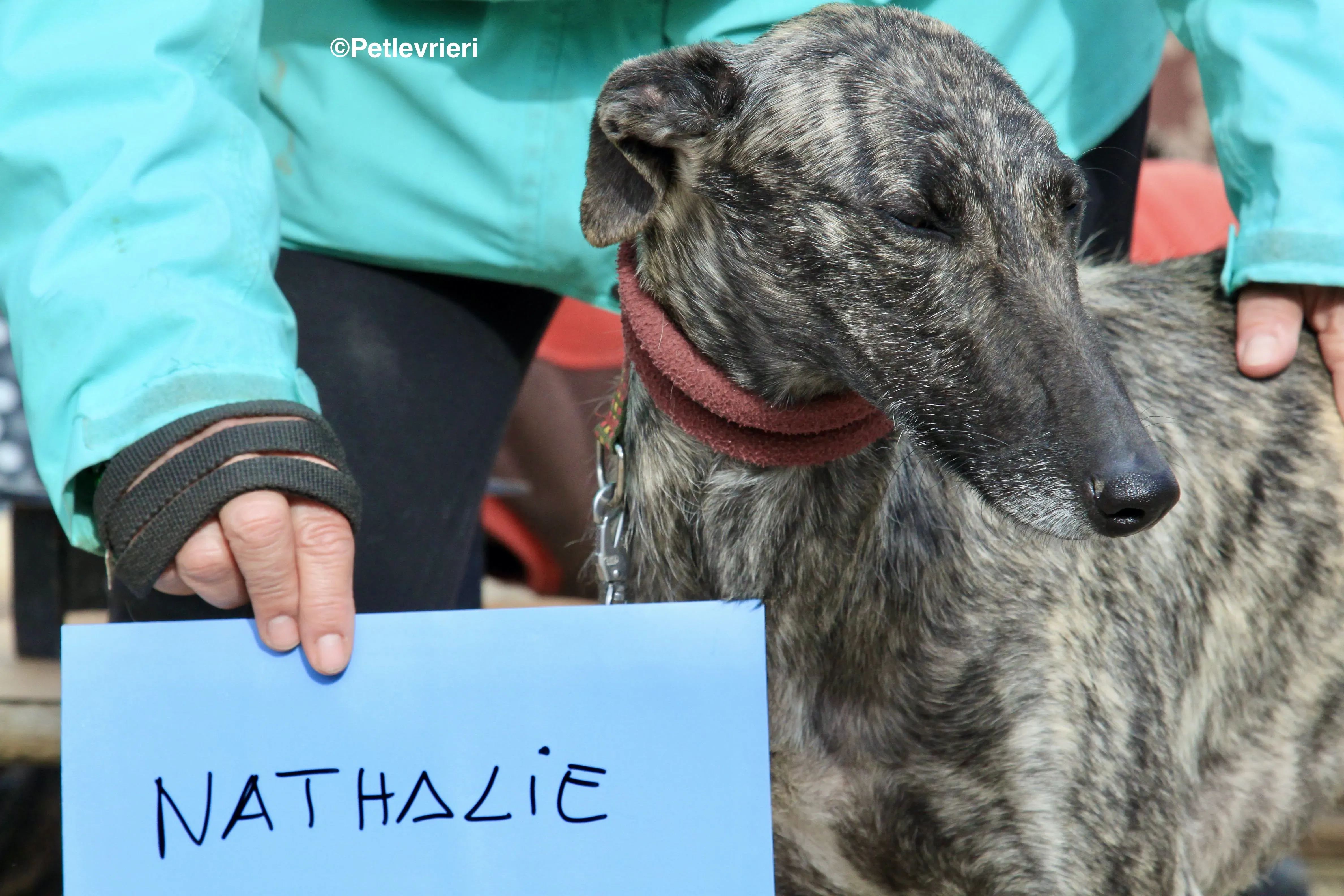 Nathalie adozione levrieri galgo 9