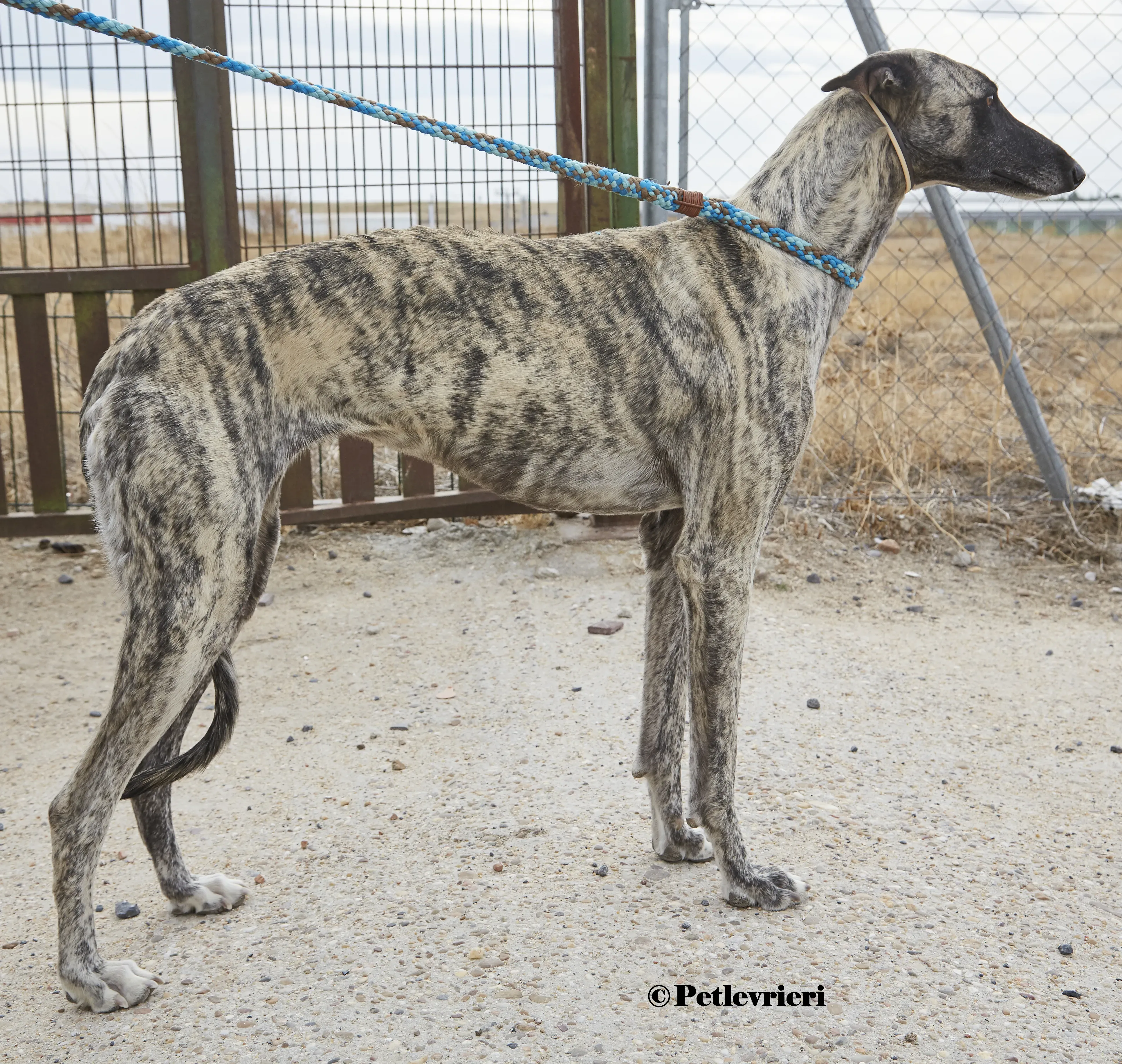 Nazarena galgo adozione pet levrieri onlus 1 5