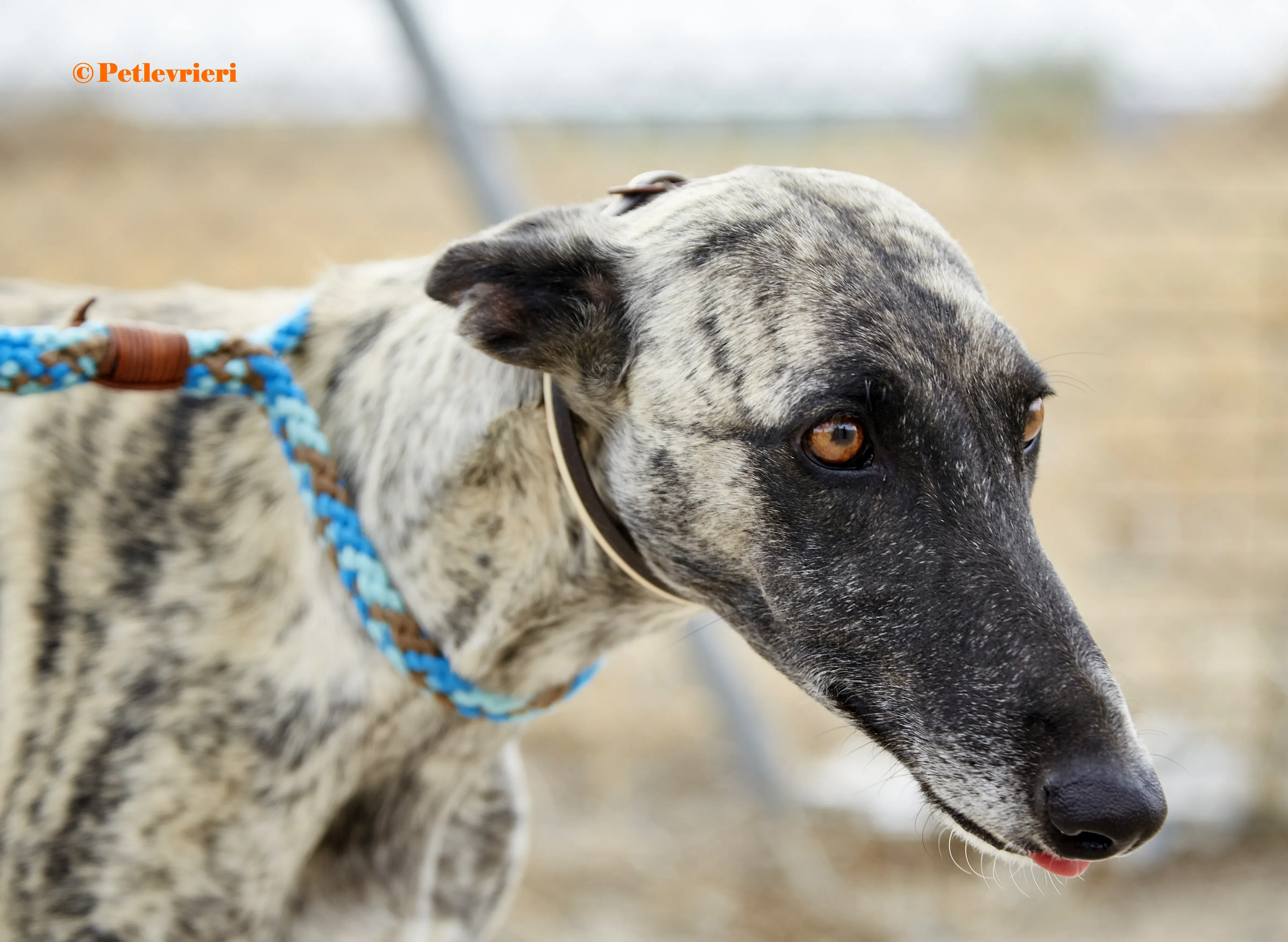 Nazarena galgo adozione pet levrieri onlus 2 1