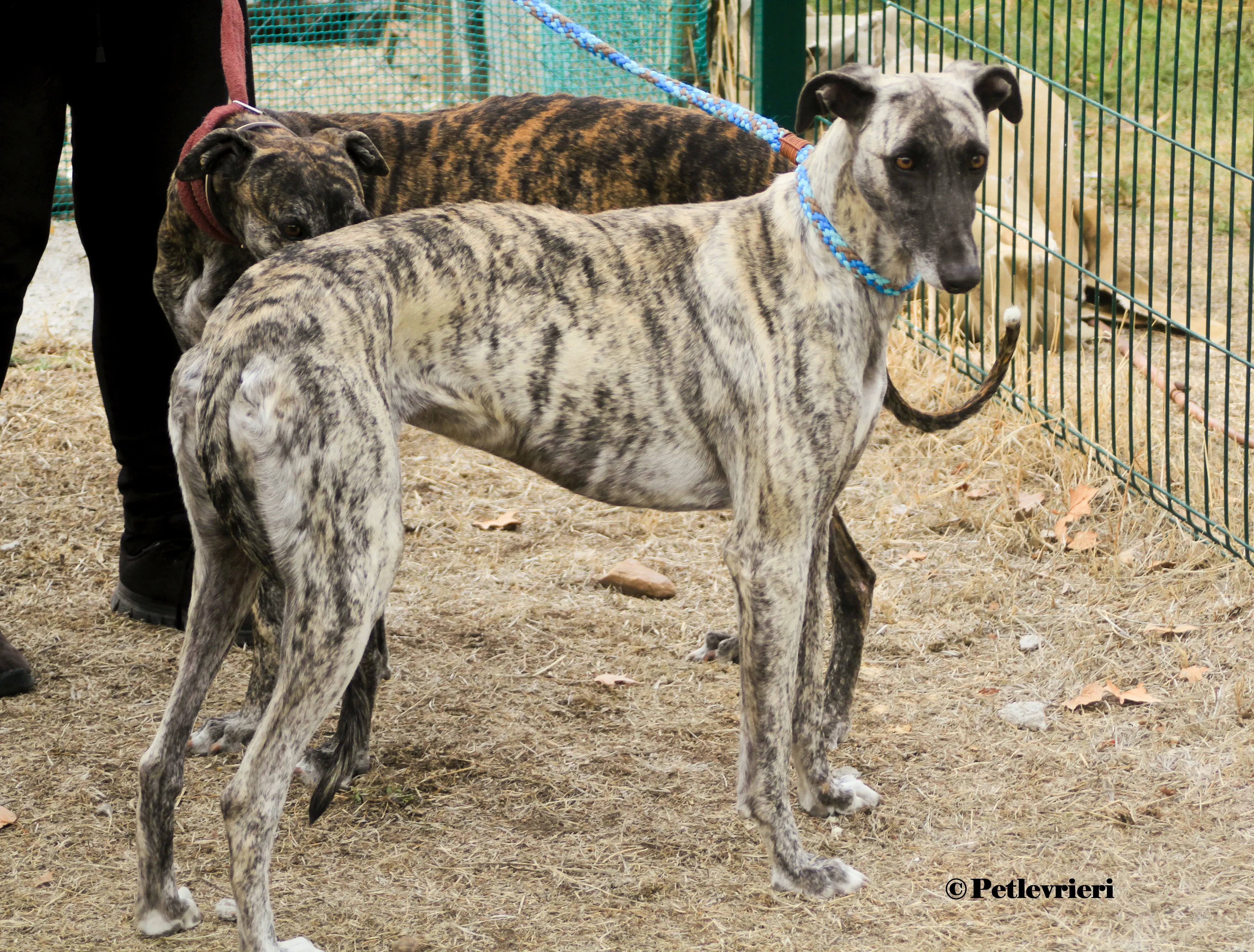 Nazarena galgo adozione pet levrieri onlus 3 4