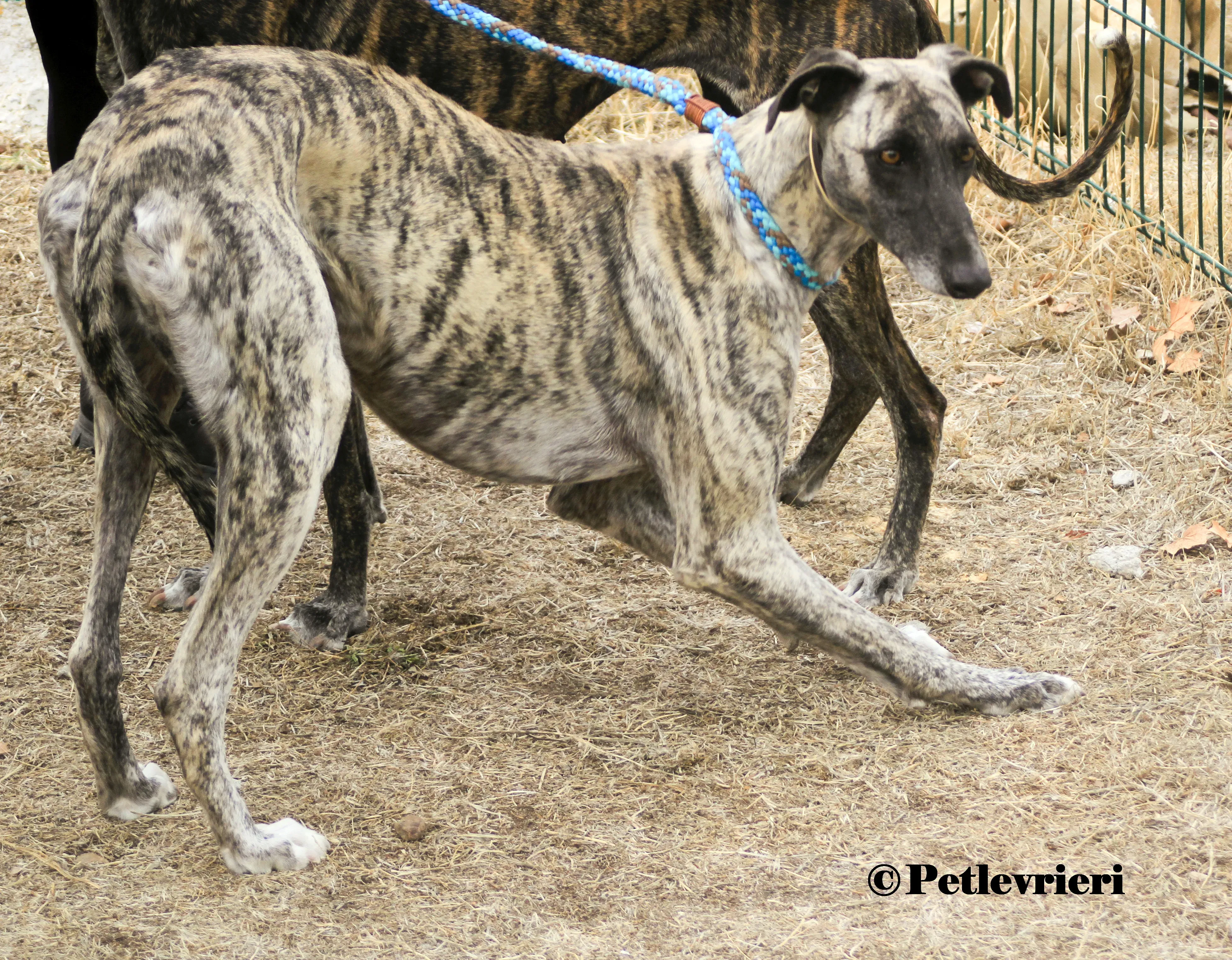 Nazarena galgo adozione pet levrieri onlus 4 2