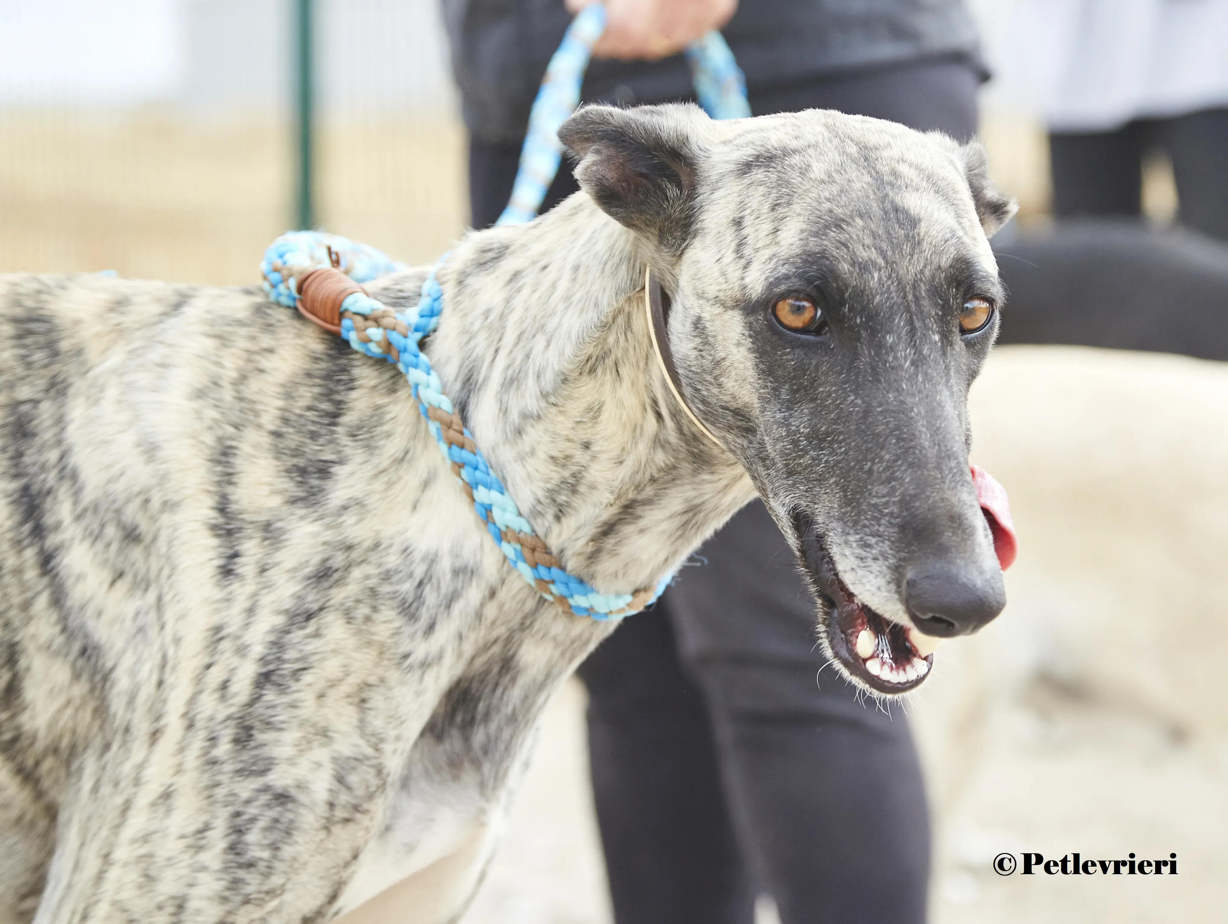 Nazarena galgo adozione pet levrieri onlus 5 1