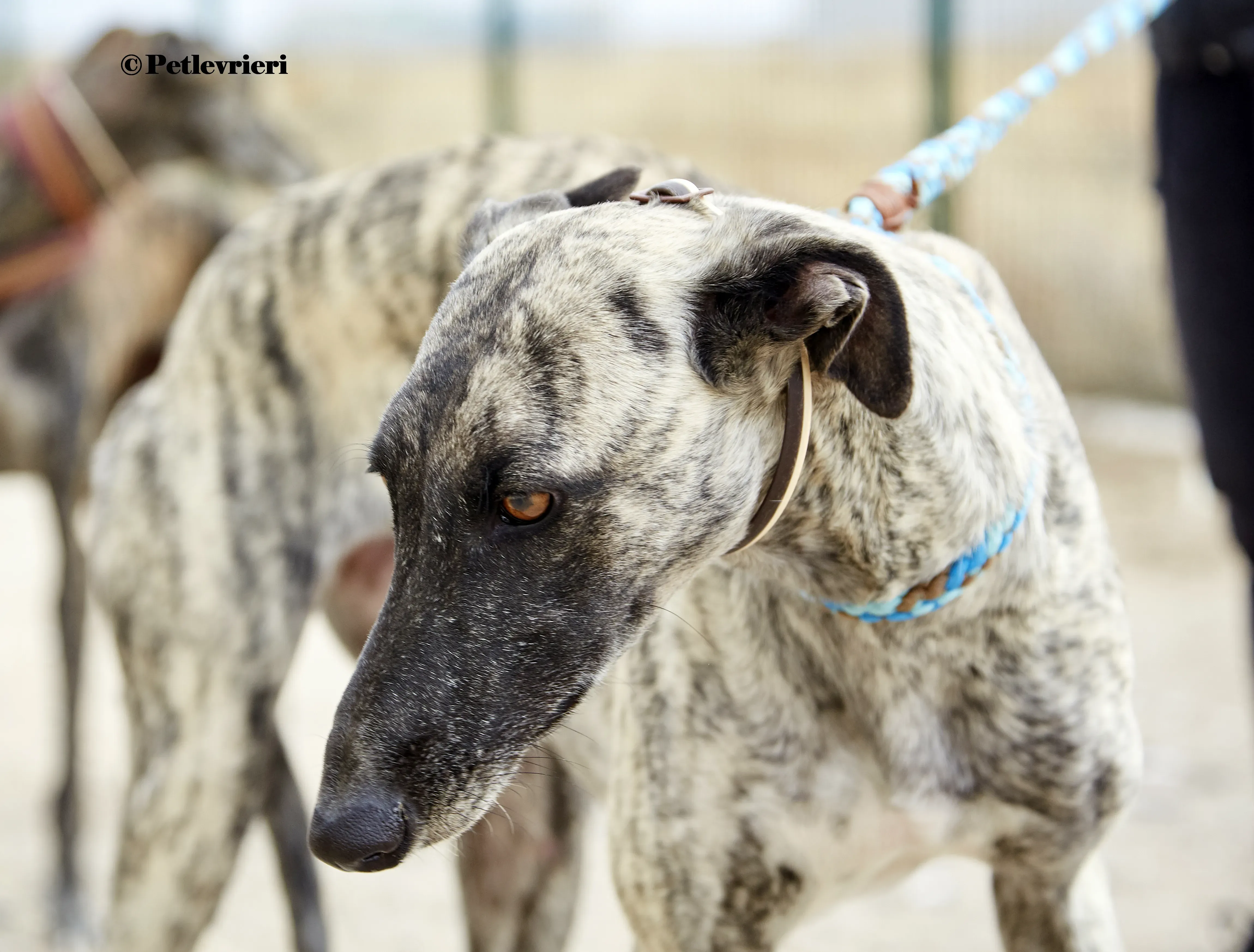 Nazarena galgo adozione pet levrieri onlus 6 1