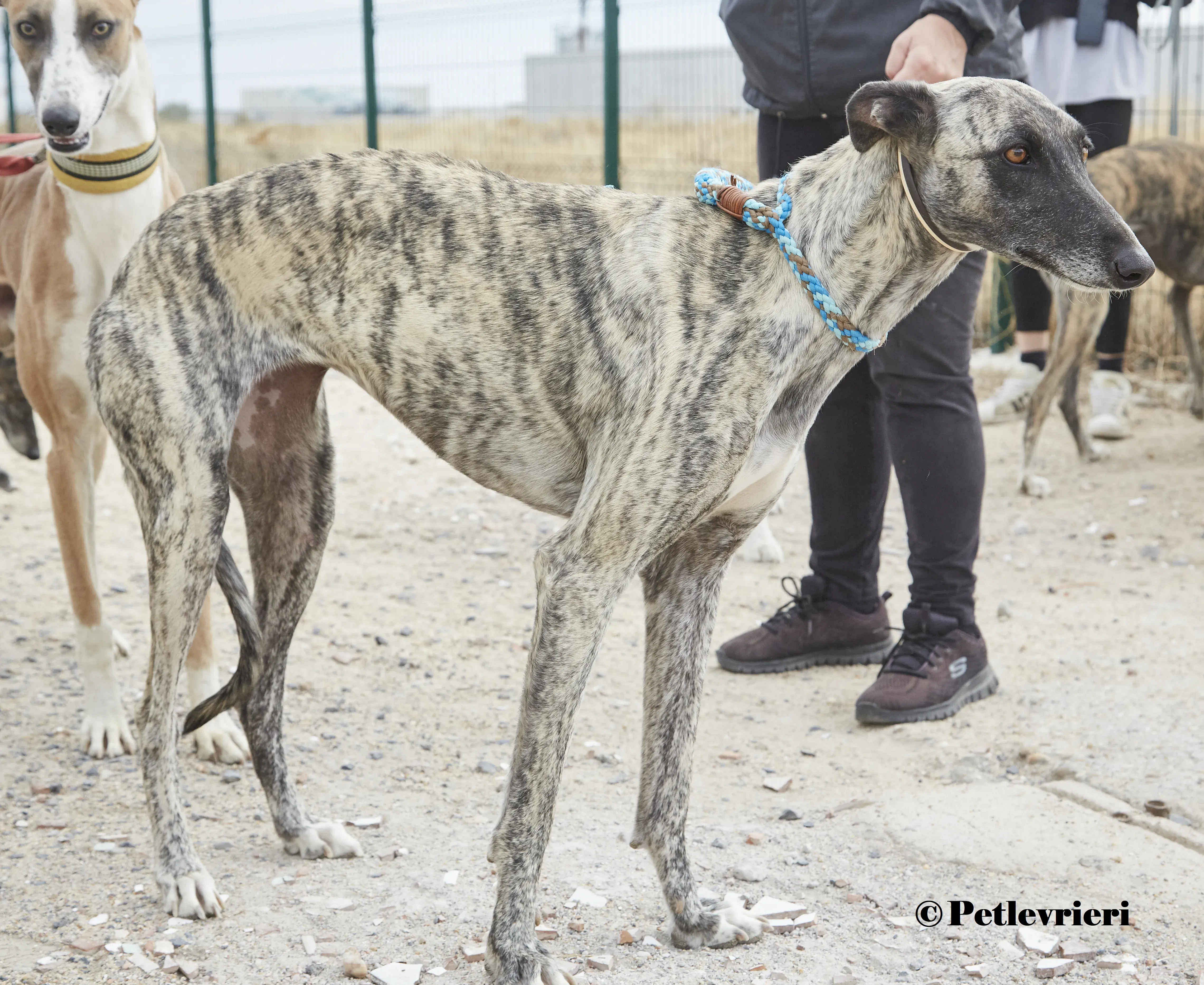 Nazarena galgo adozione pet levrieri onlus 7 3