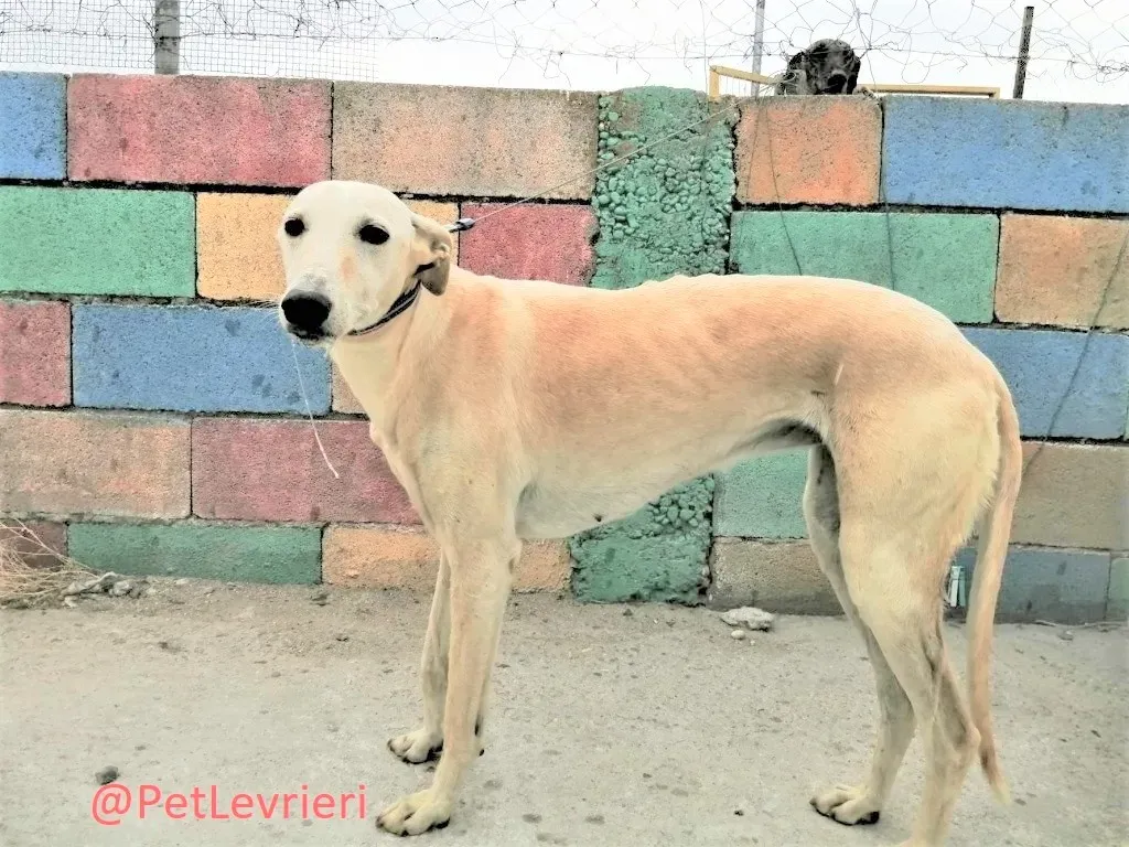 Nefelis adozione levrieri galgo 1